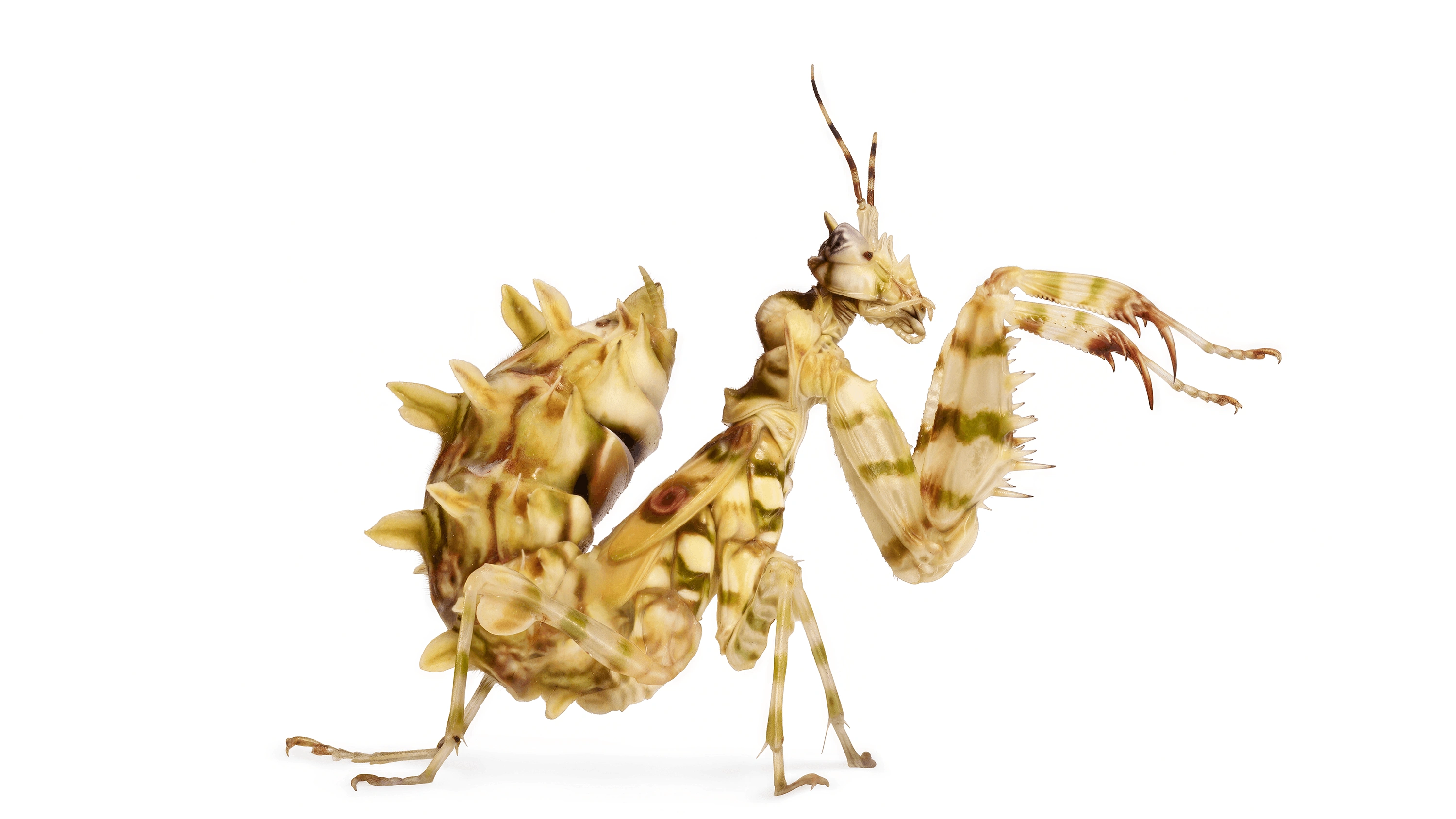 Andrew Zuckerman - Insect - 21