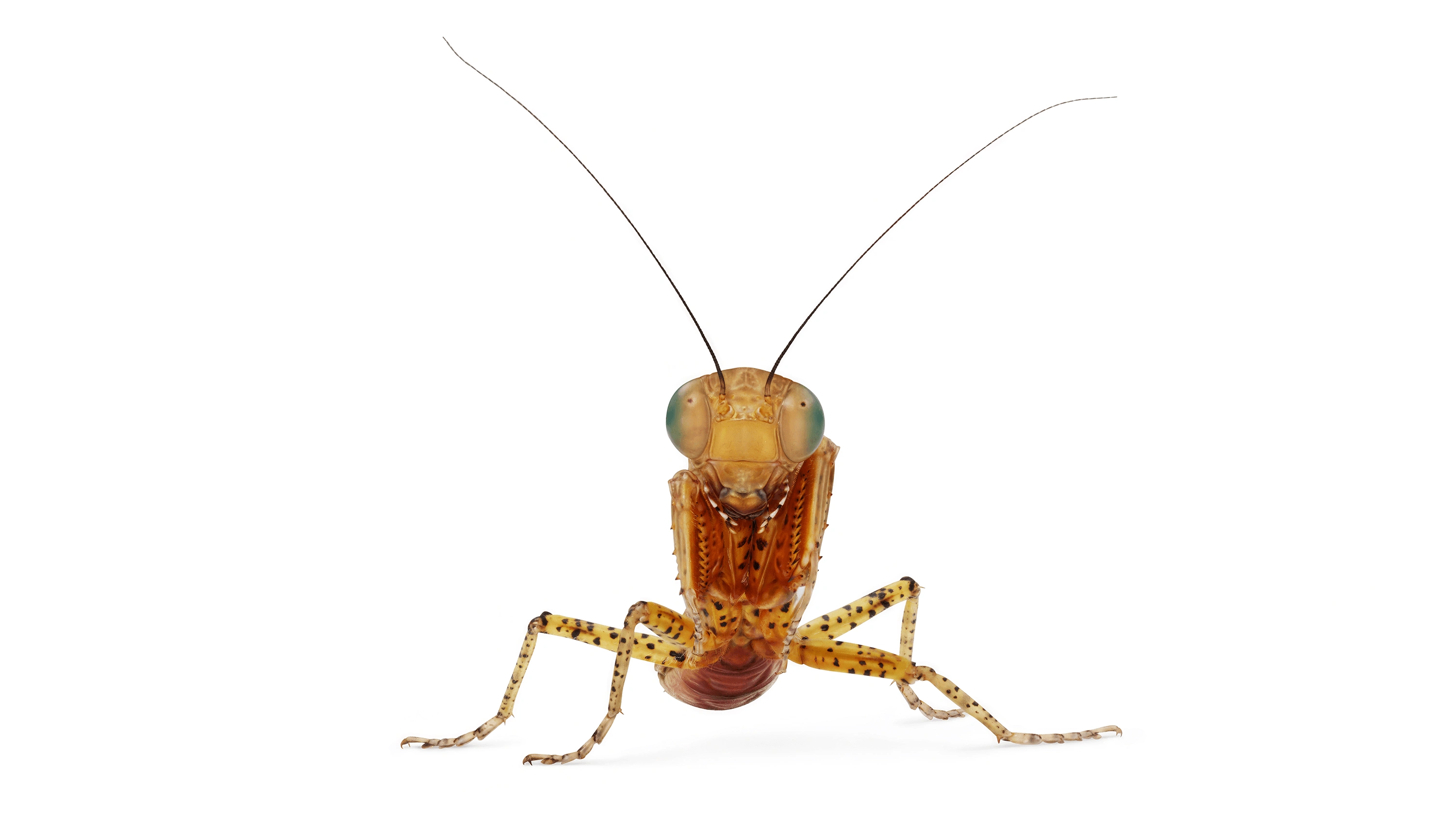 Andrew Zuckerman - Insect - 15