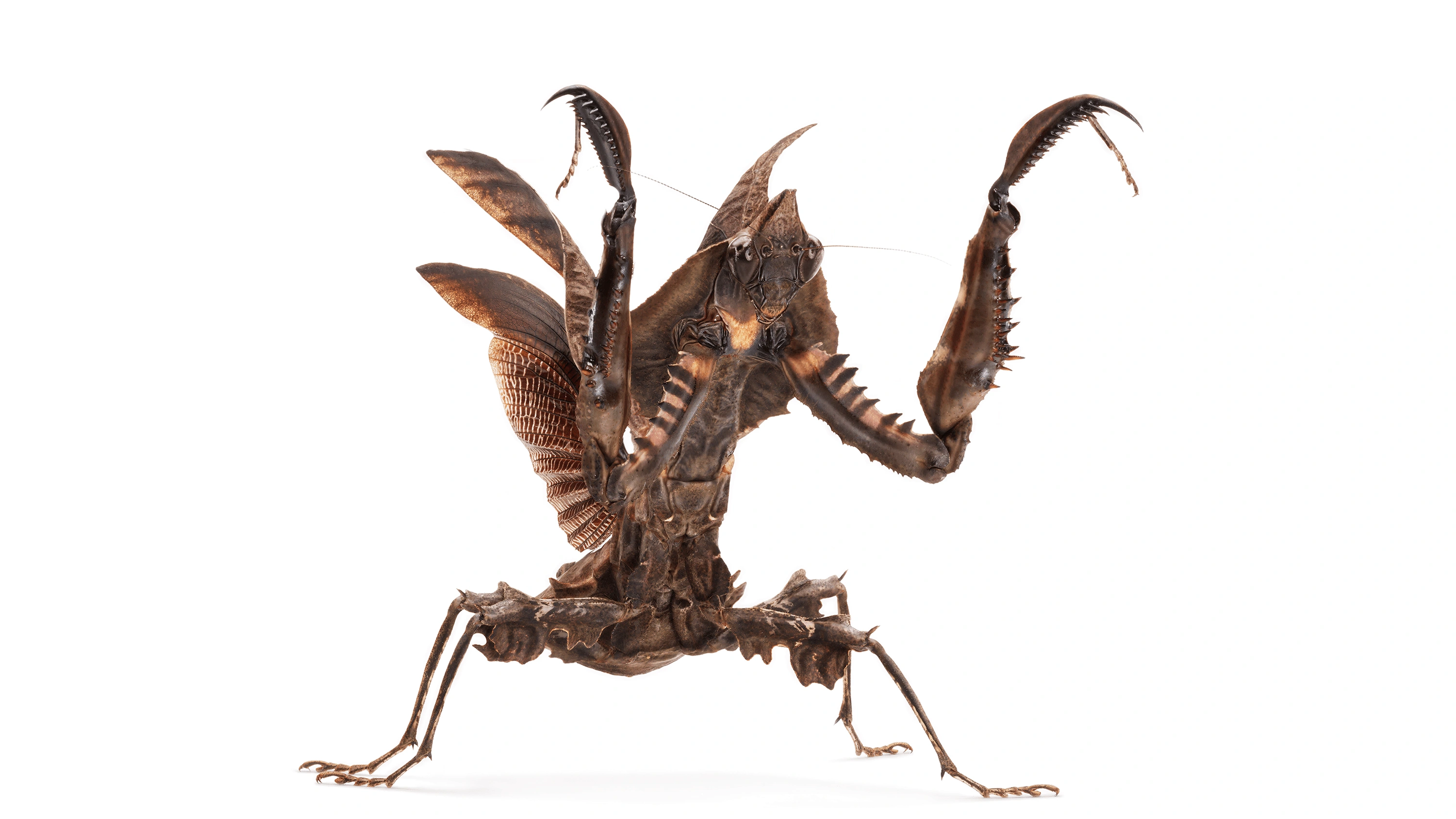 Andrew Zuckerman - Insect - 10