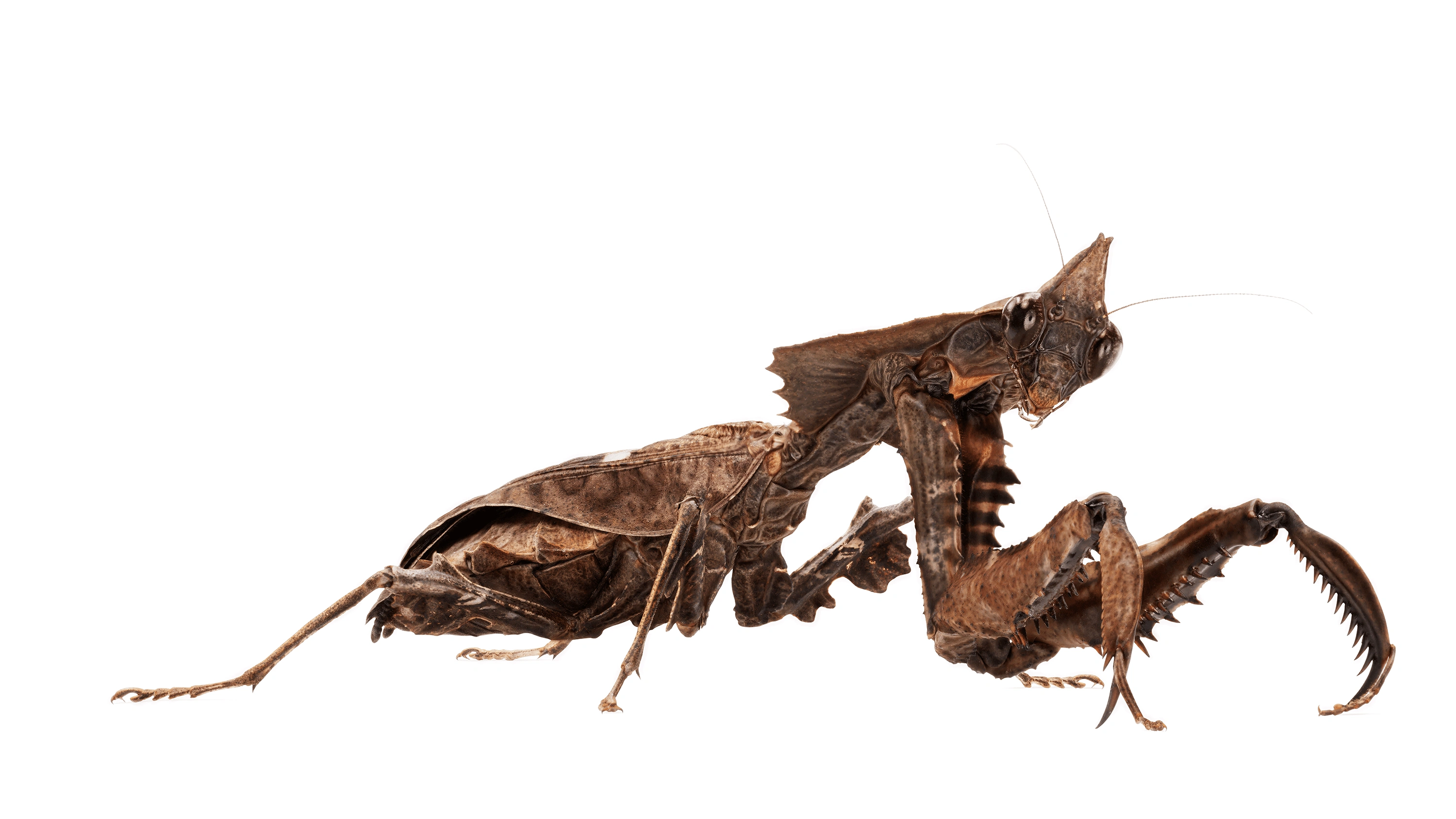 Andrew Zuckerman - Insect - 11