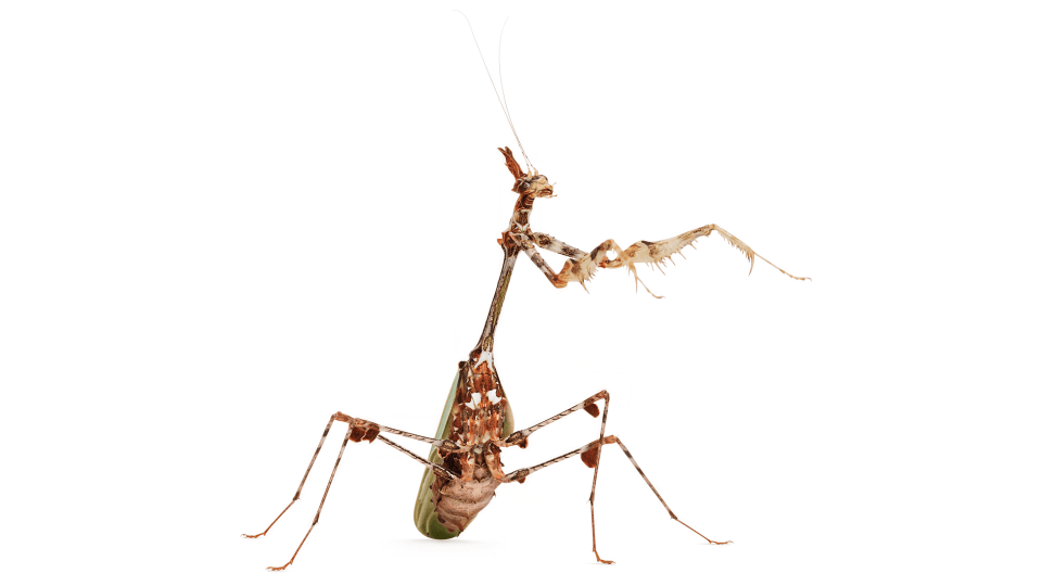 Andrew Zuckerman - Insect - 30