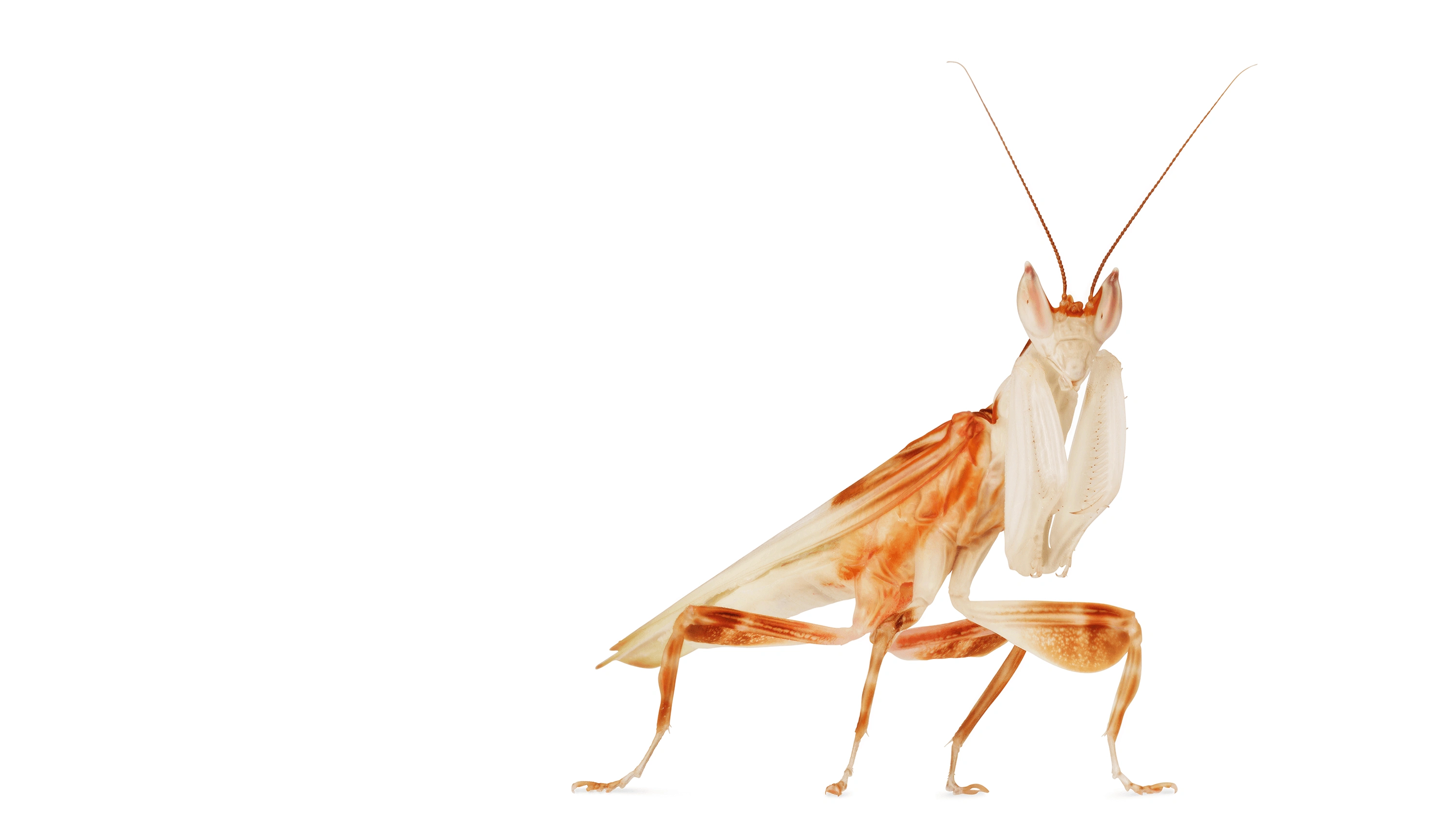 Andrew Zuckerman - Insect - 9