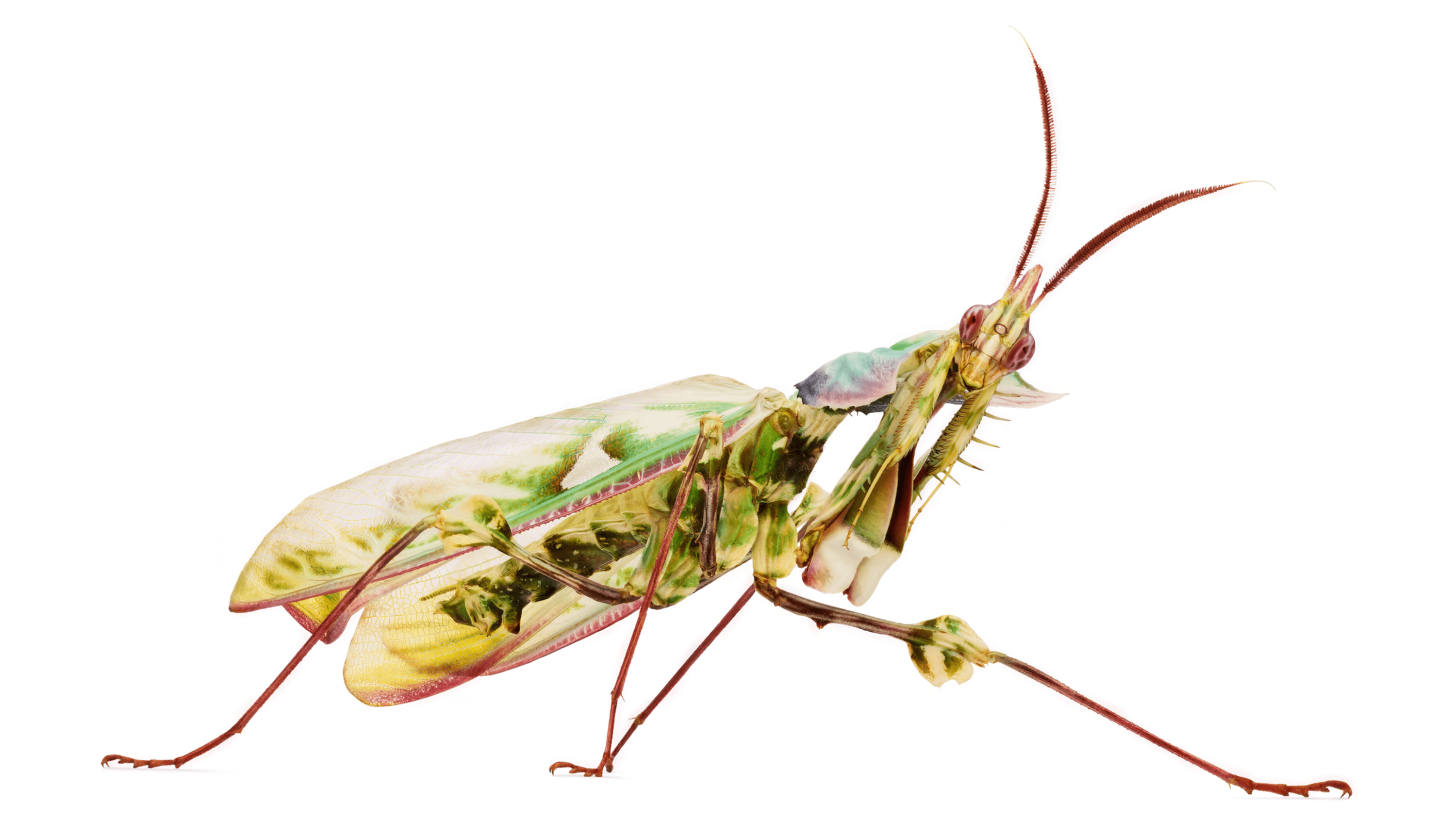 Andrew Zuckerman - Insect - 1