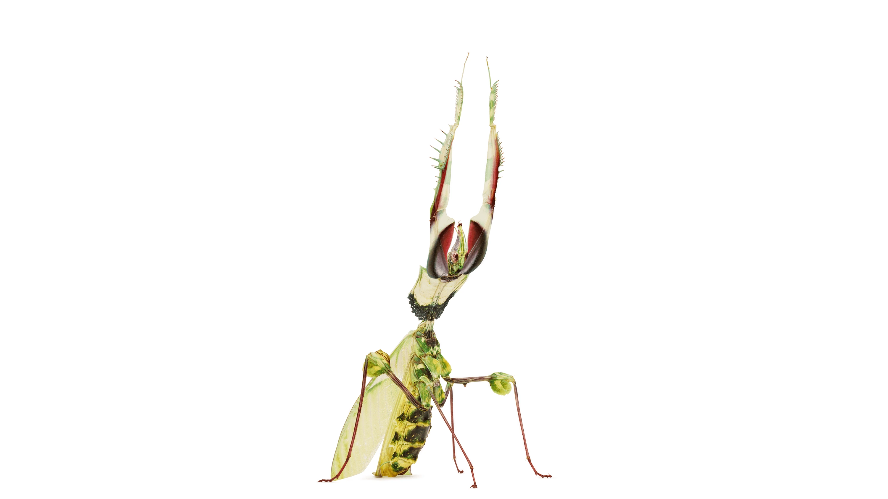 Andrew Zuckerman - Insect - 2