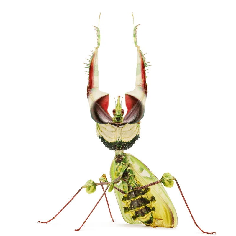 insect