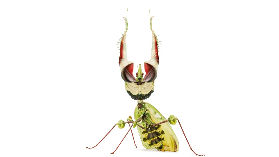 Andrew Zuckerman - Insect - 0
