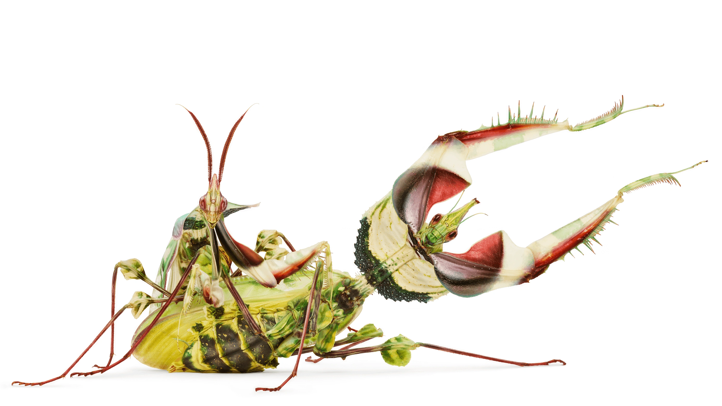 Andrew Zuckerman - Insect - 3