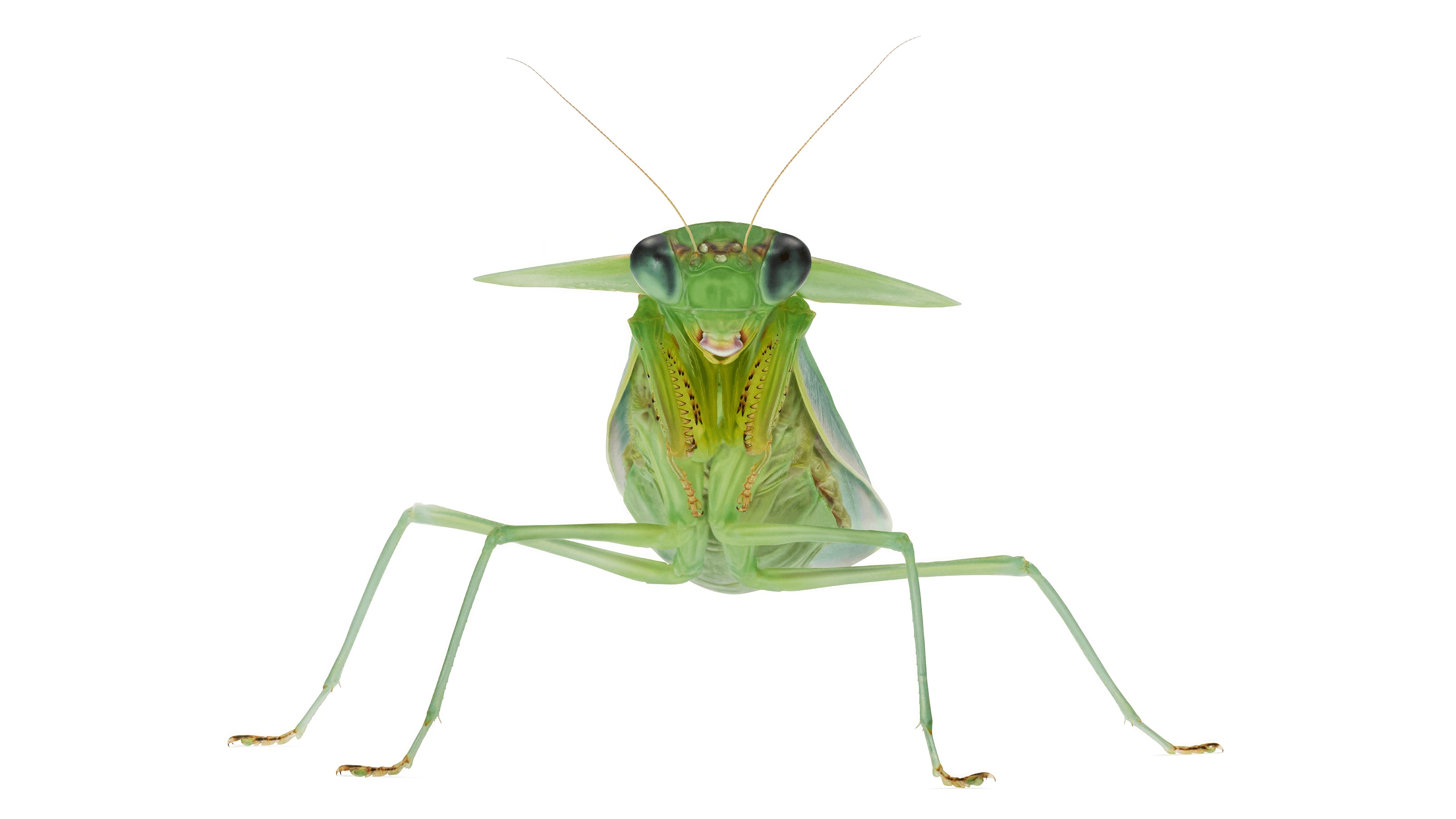 Andrew Zuckerman - Insect - 13