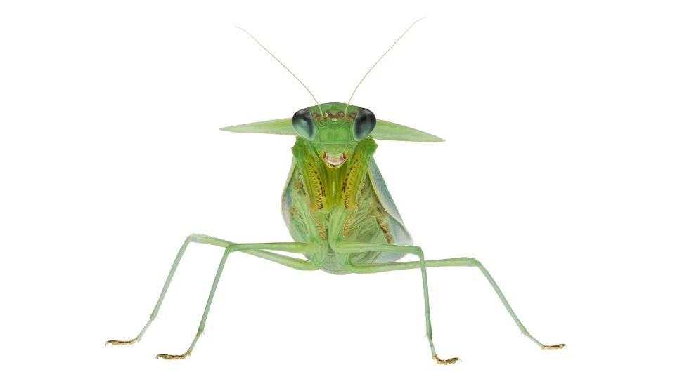 Andrew Zuckerman - Insect - 13