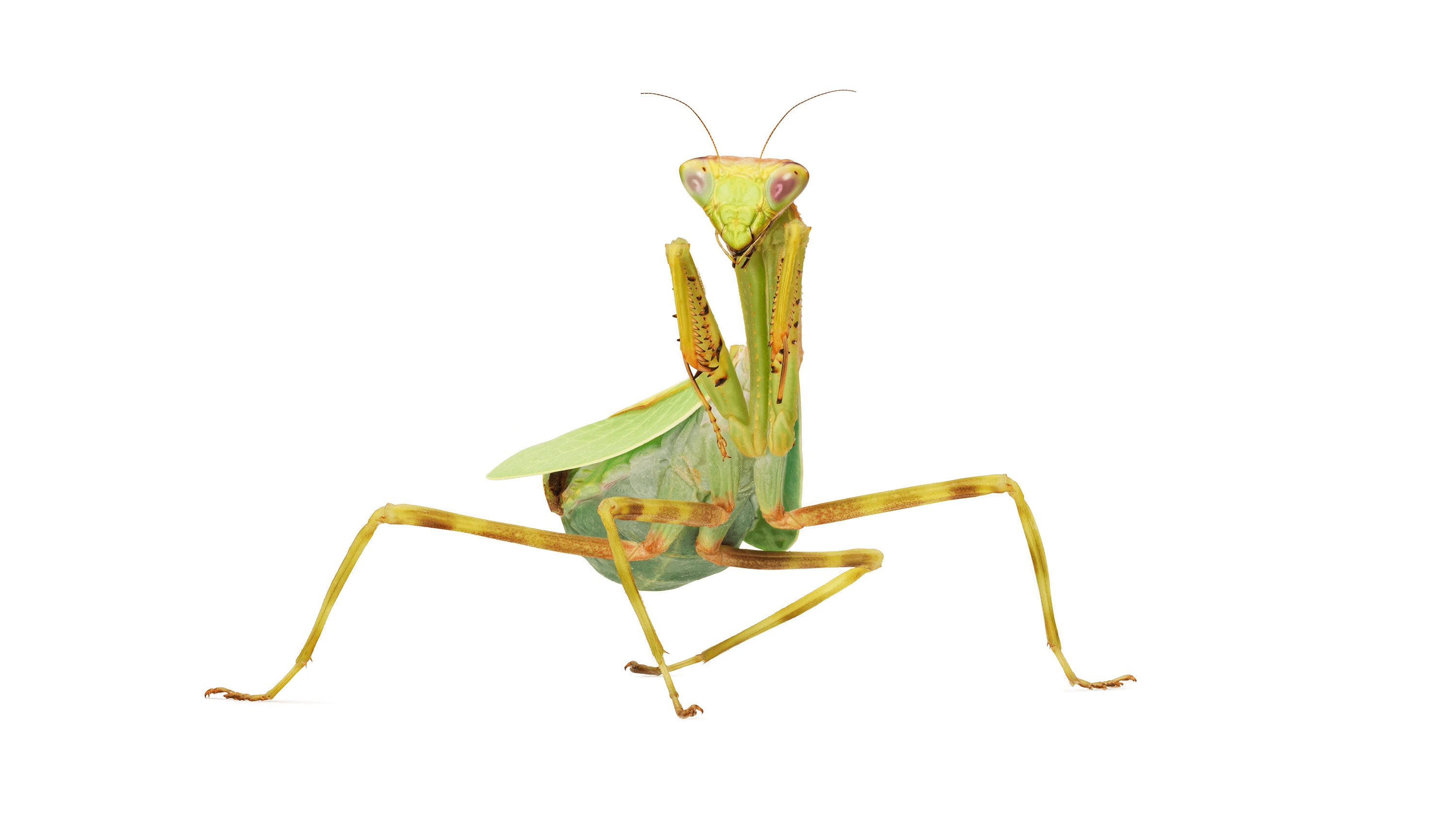 Andrew Zuckerman - Insect - 34