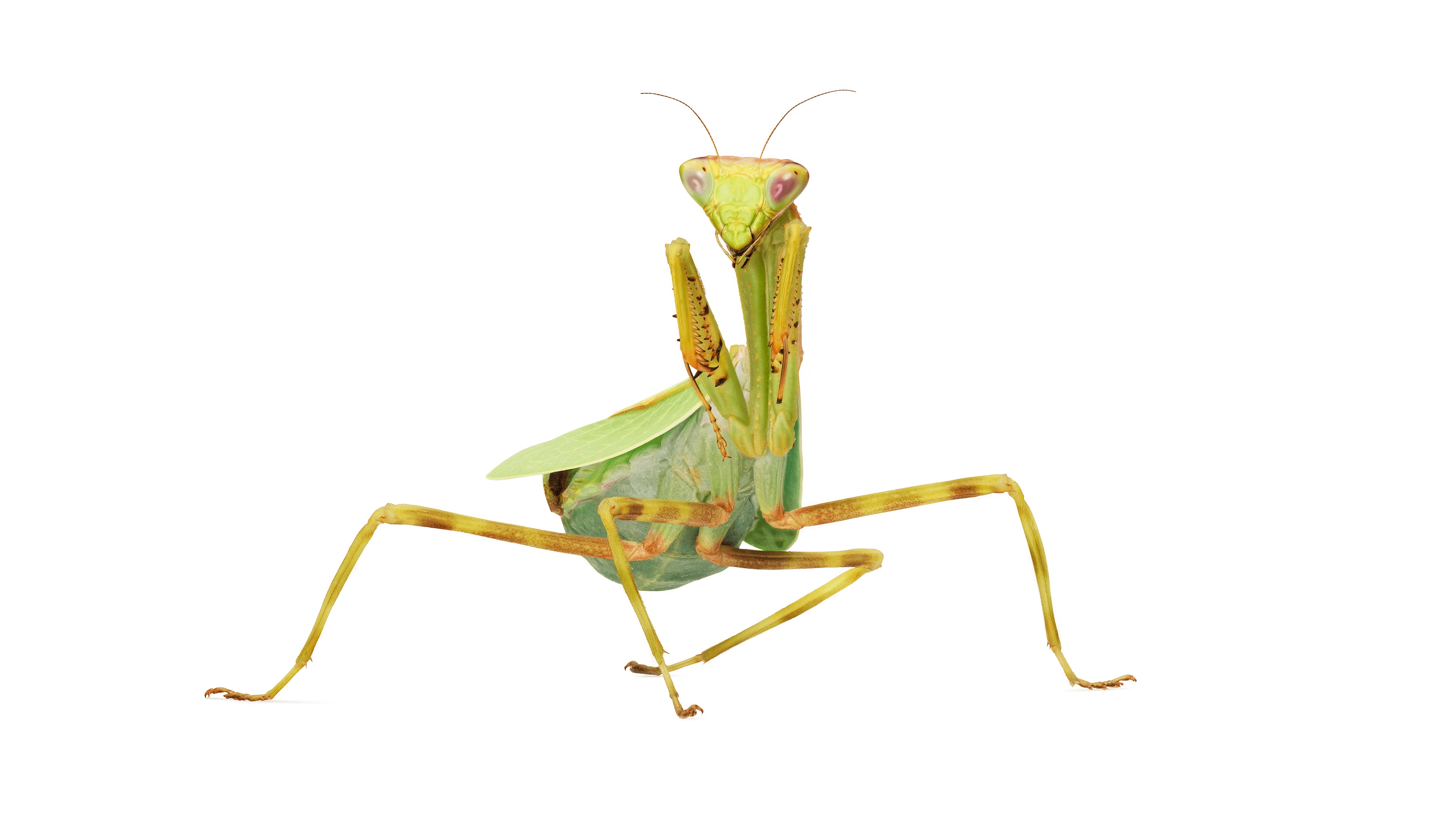 Andrew Zuckerman - Insect - 34