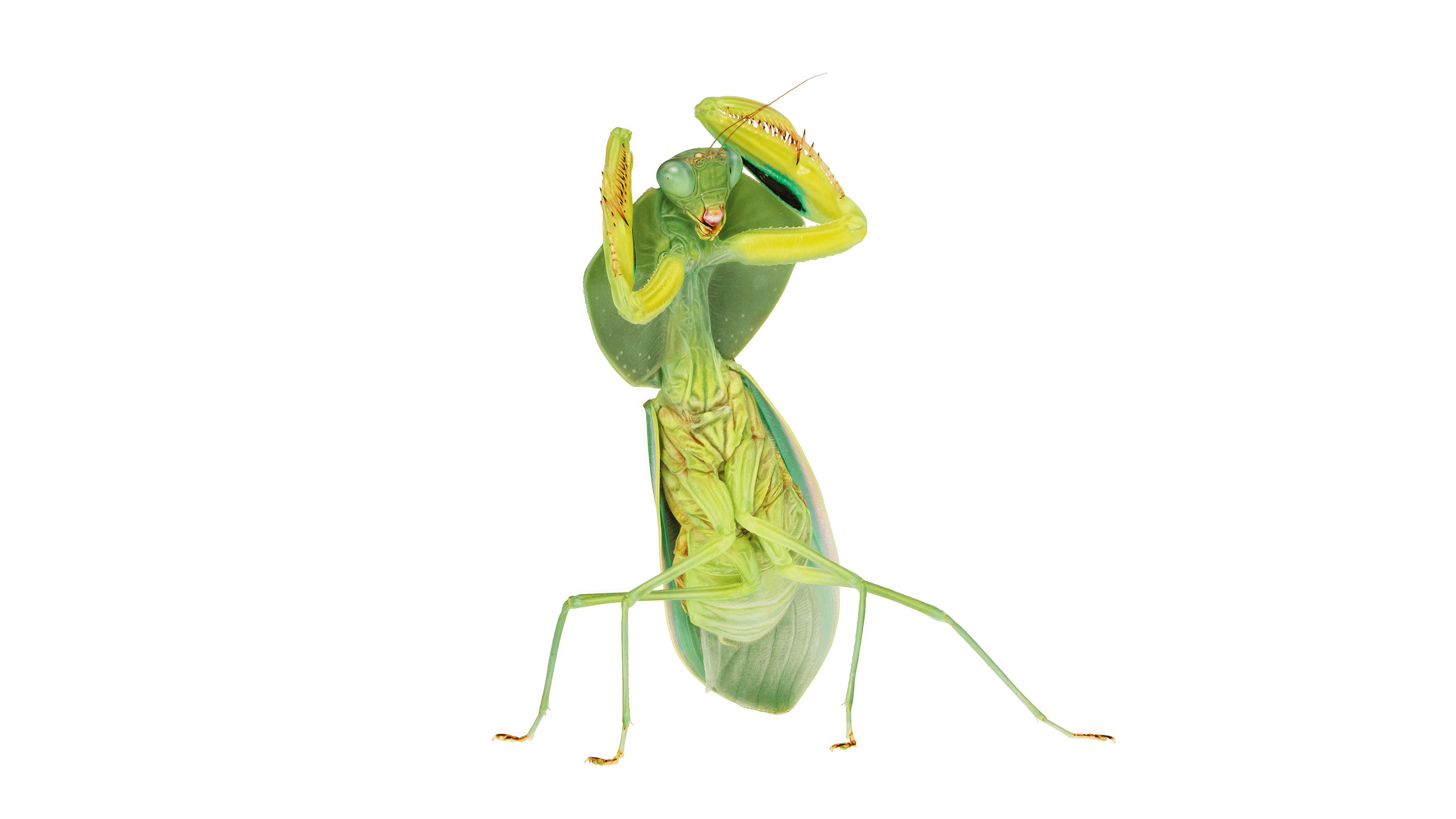 Andrew Zuckerman - Insect - 12