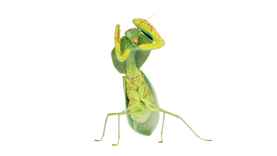 Andrew Zuckerman - Insect - 12