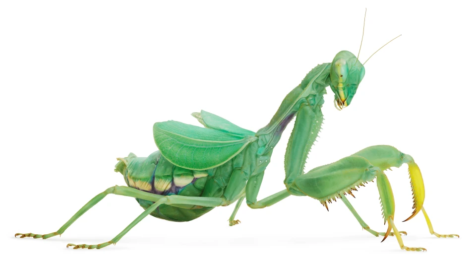 Andrew Zuckerman - Insect - 8