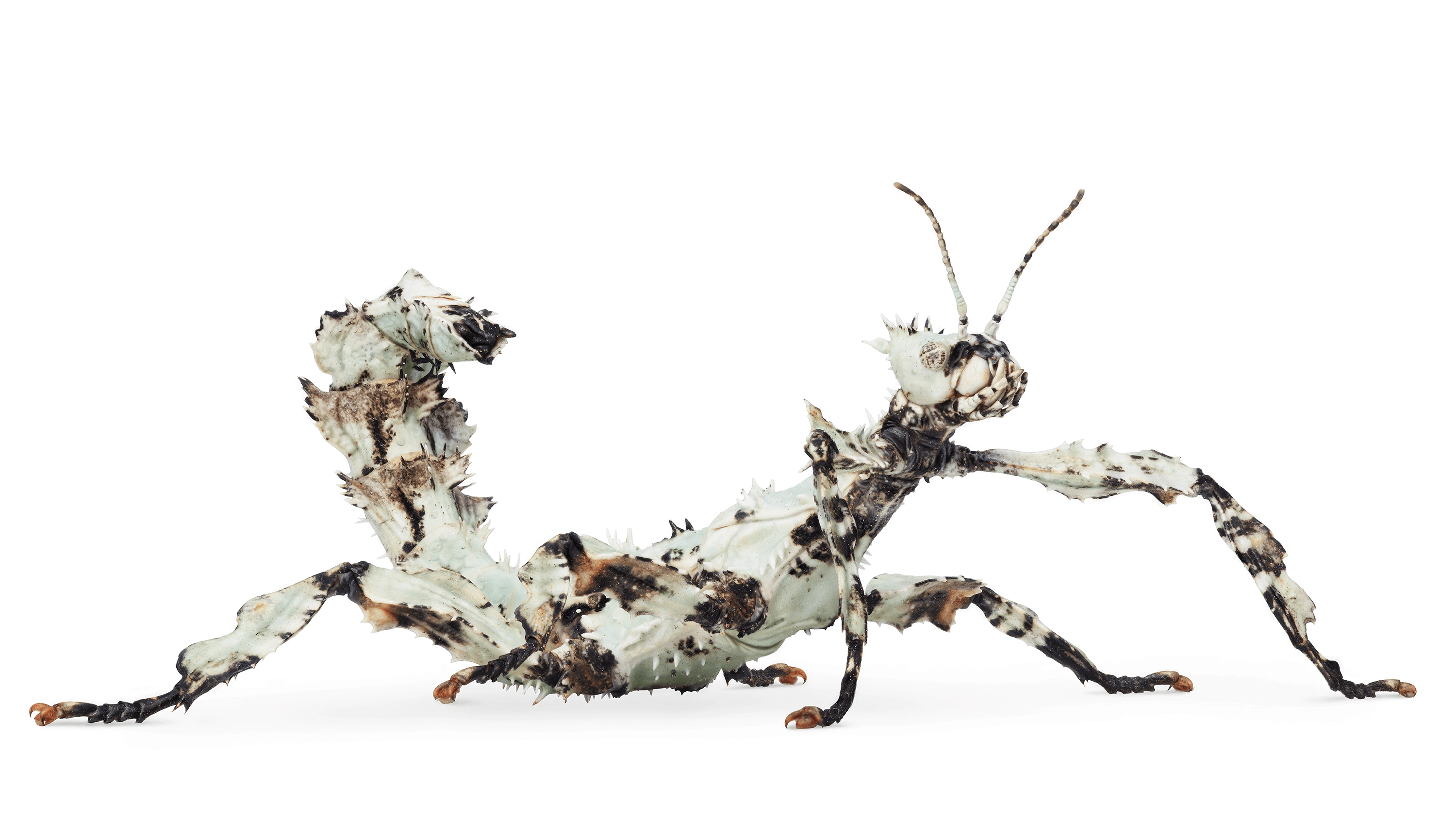 Andrew Zuckerman - Insect - 4