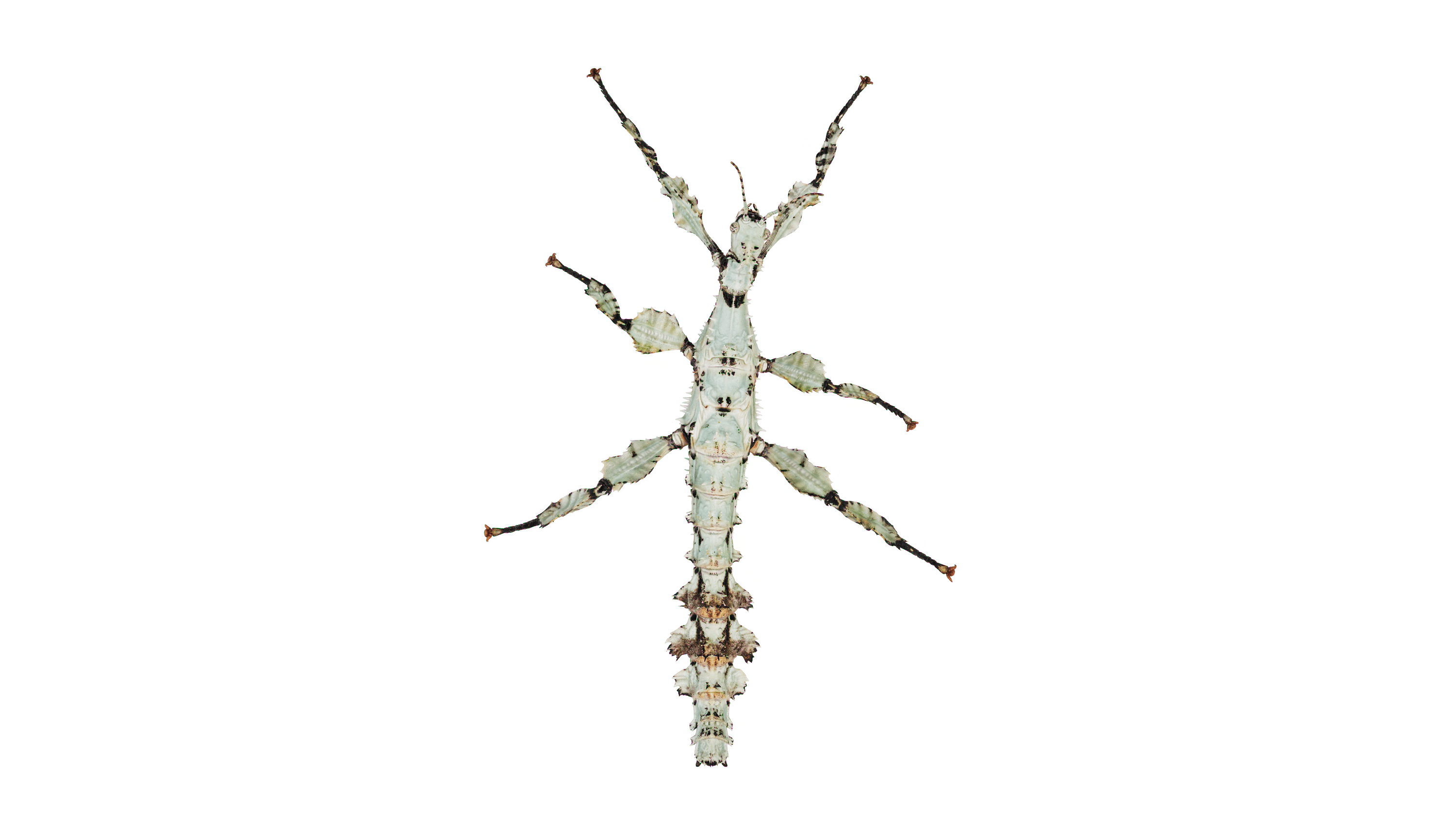 Andrew Zuckerman - Insect - 5