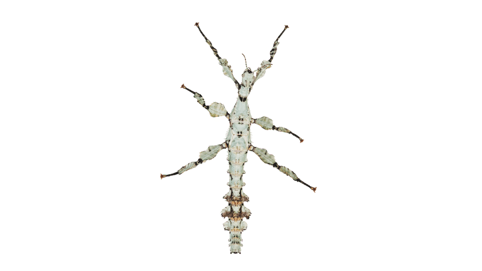 Andrew Zuckerman - Insect - 5