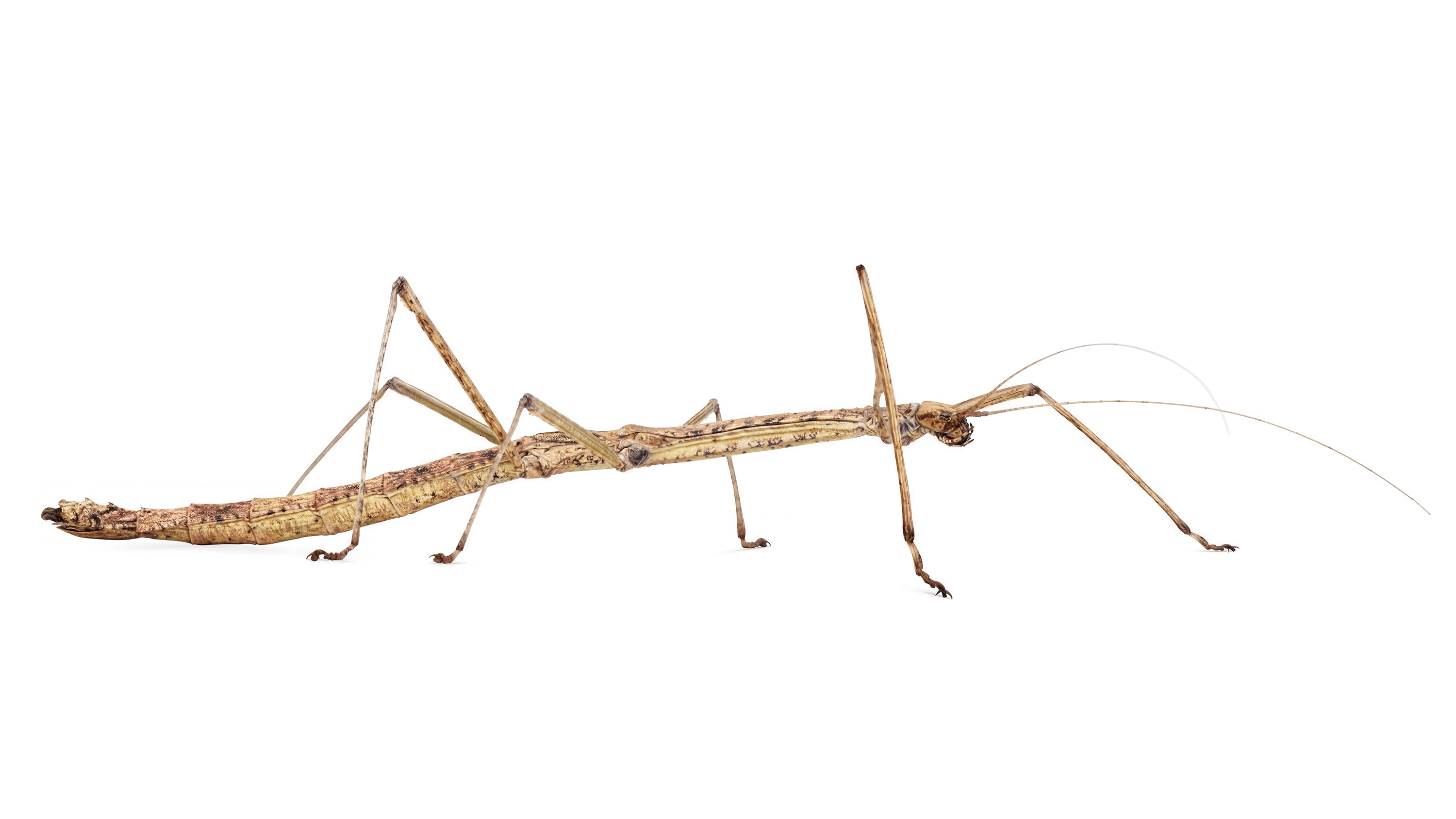 Andrew Zuckerman - Insect - 35
