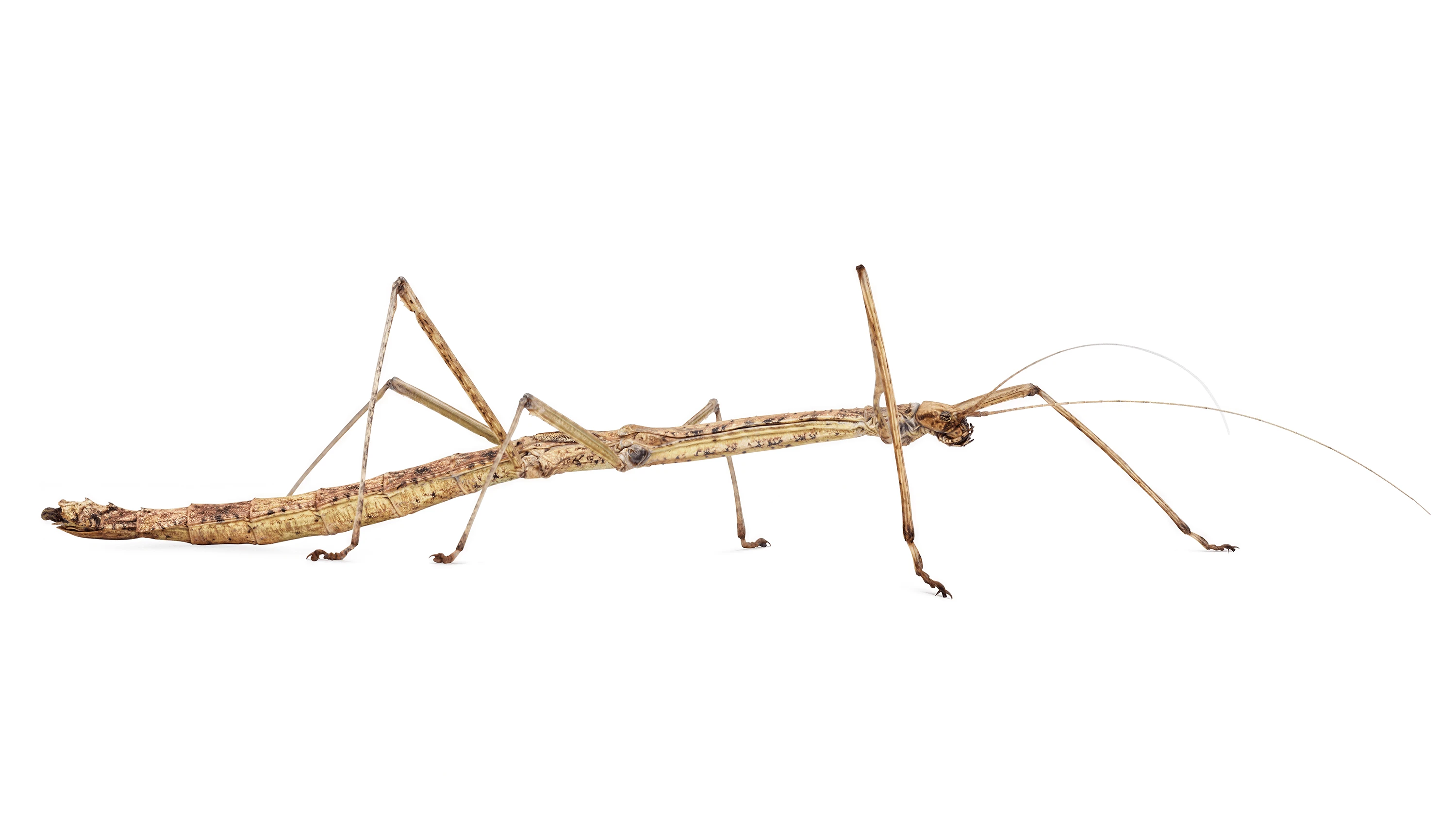 Andrew Zuckerman - Insect - 35