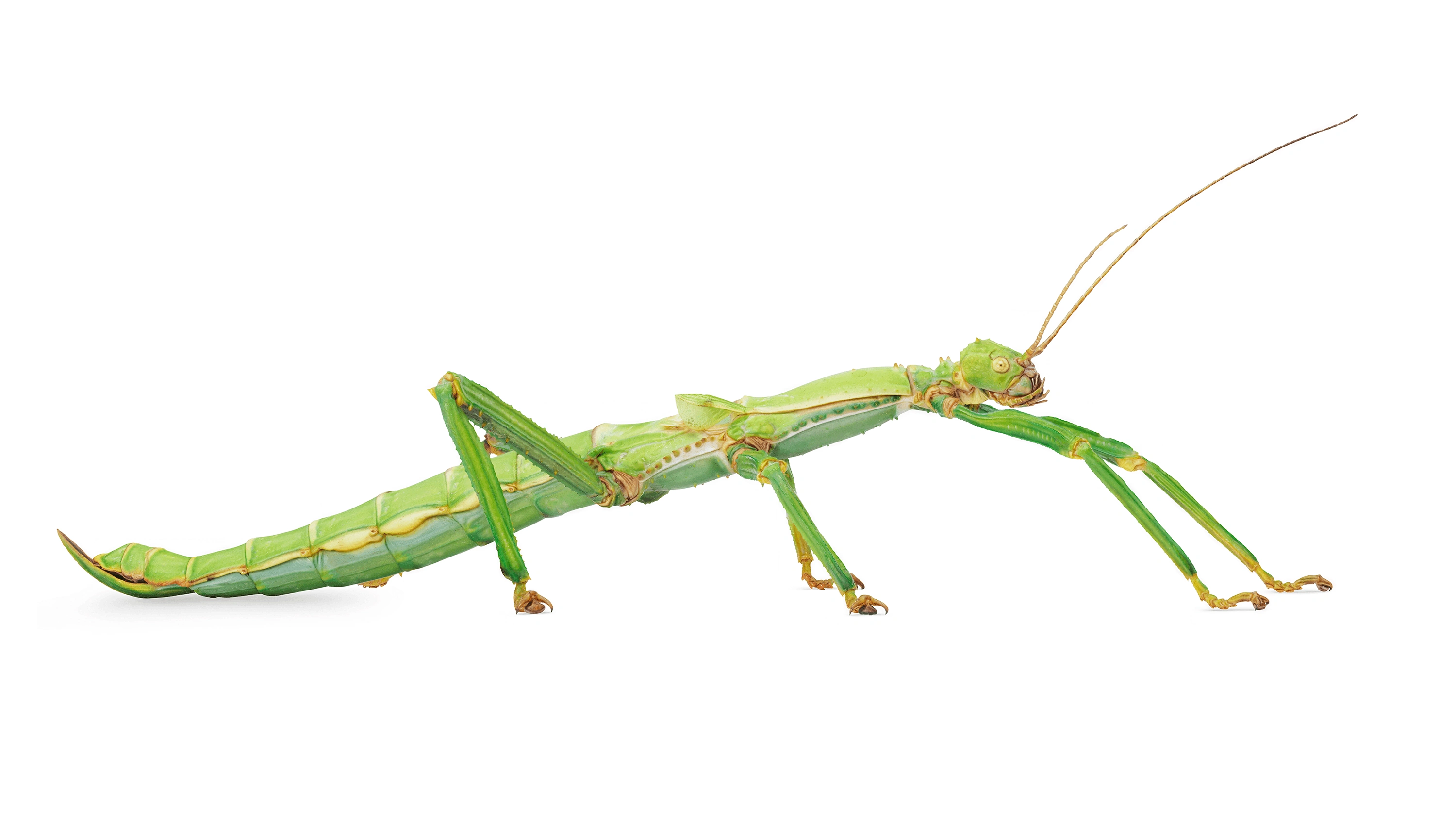 Andrew Zuckerman - Insect - 31