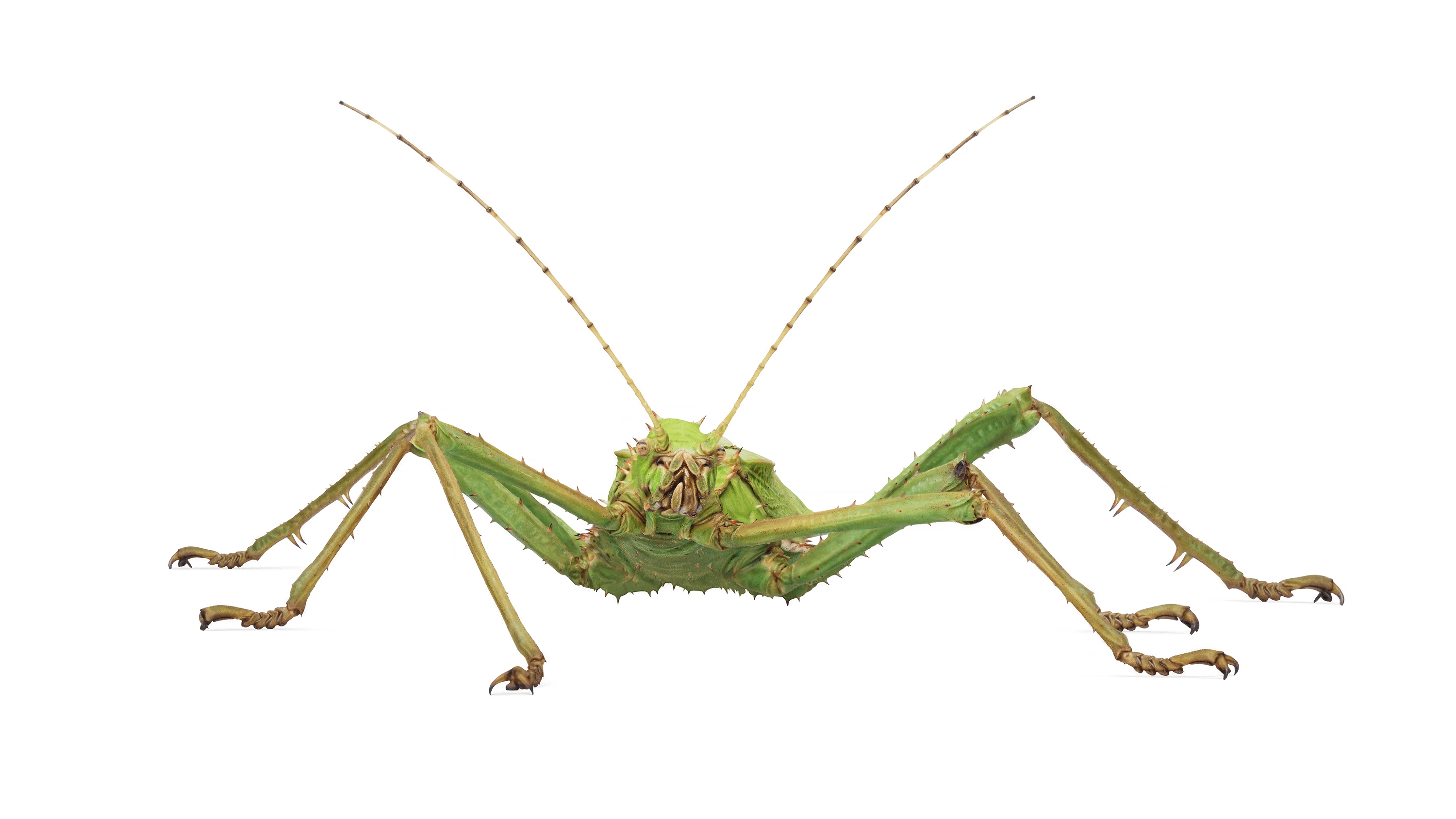 Andrew Zuckerman - Insect - 26