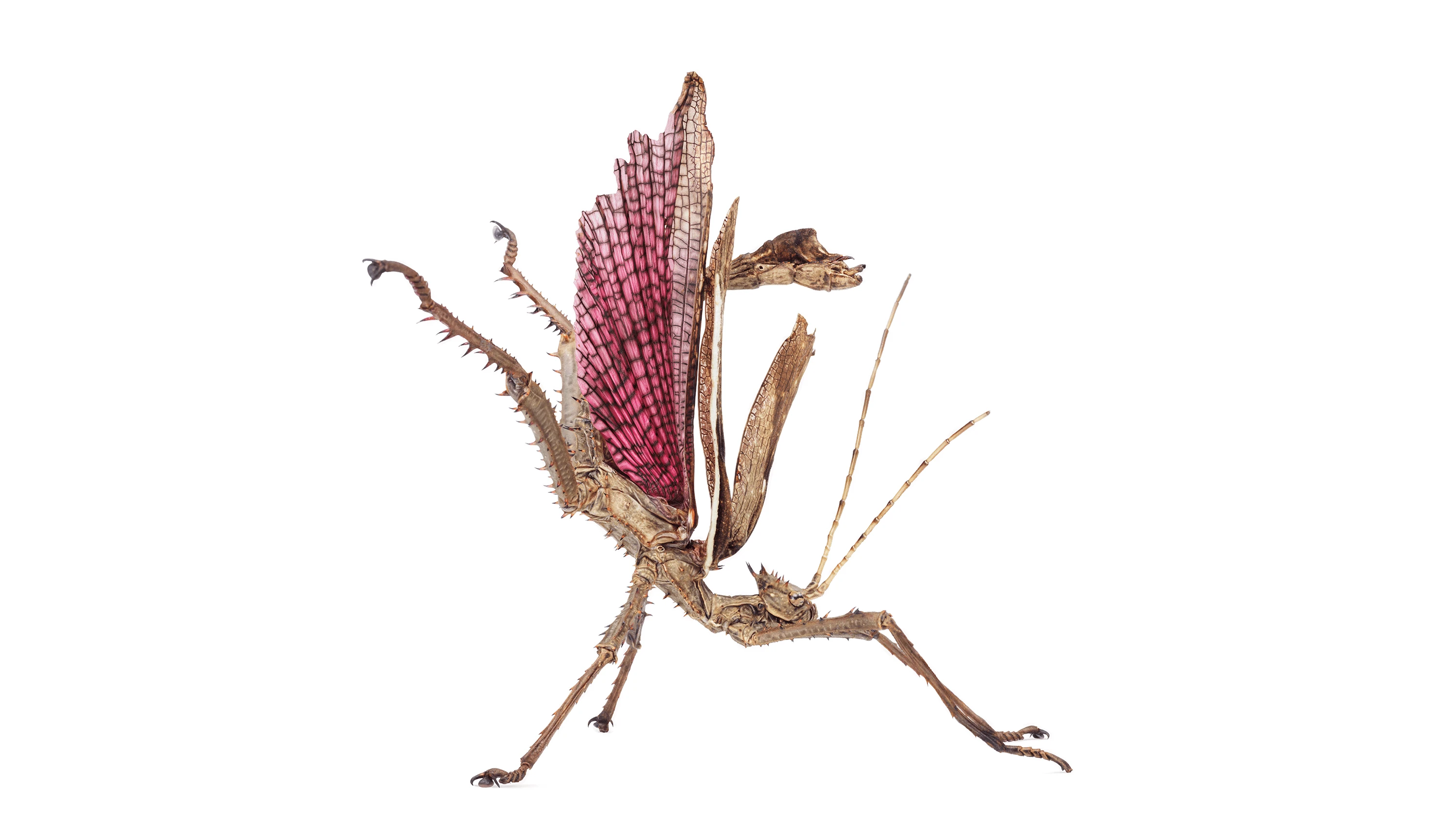 Andrew Zuckerman - Insect - 17