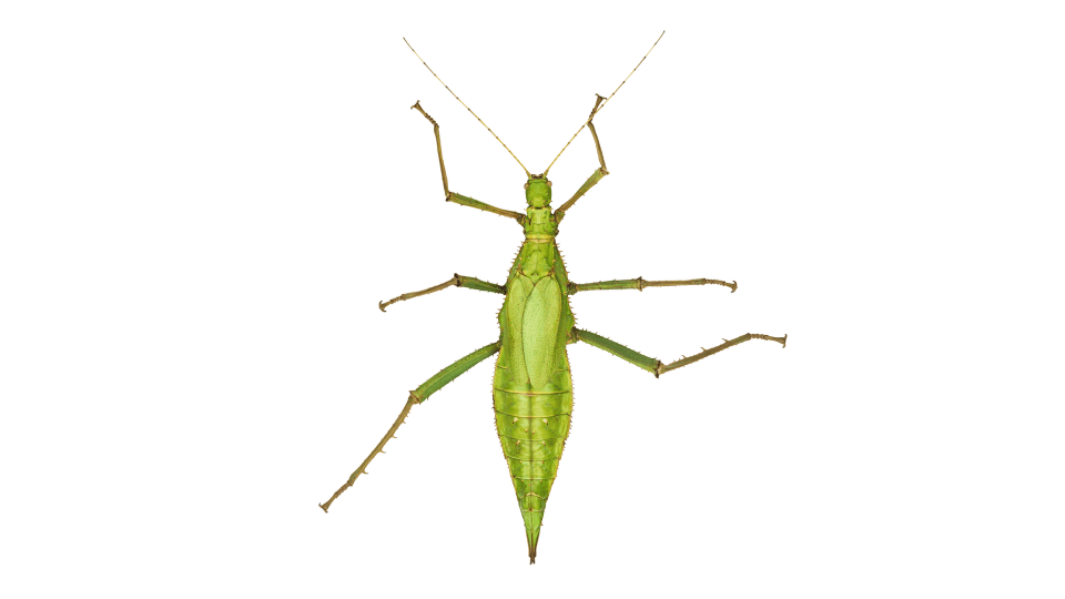 Andrew Zuckerman - Insect - 32