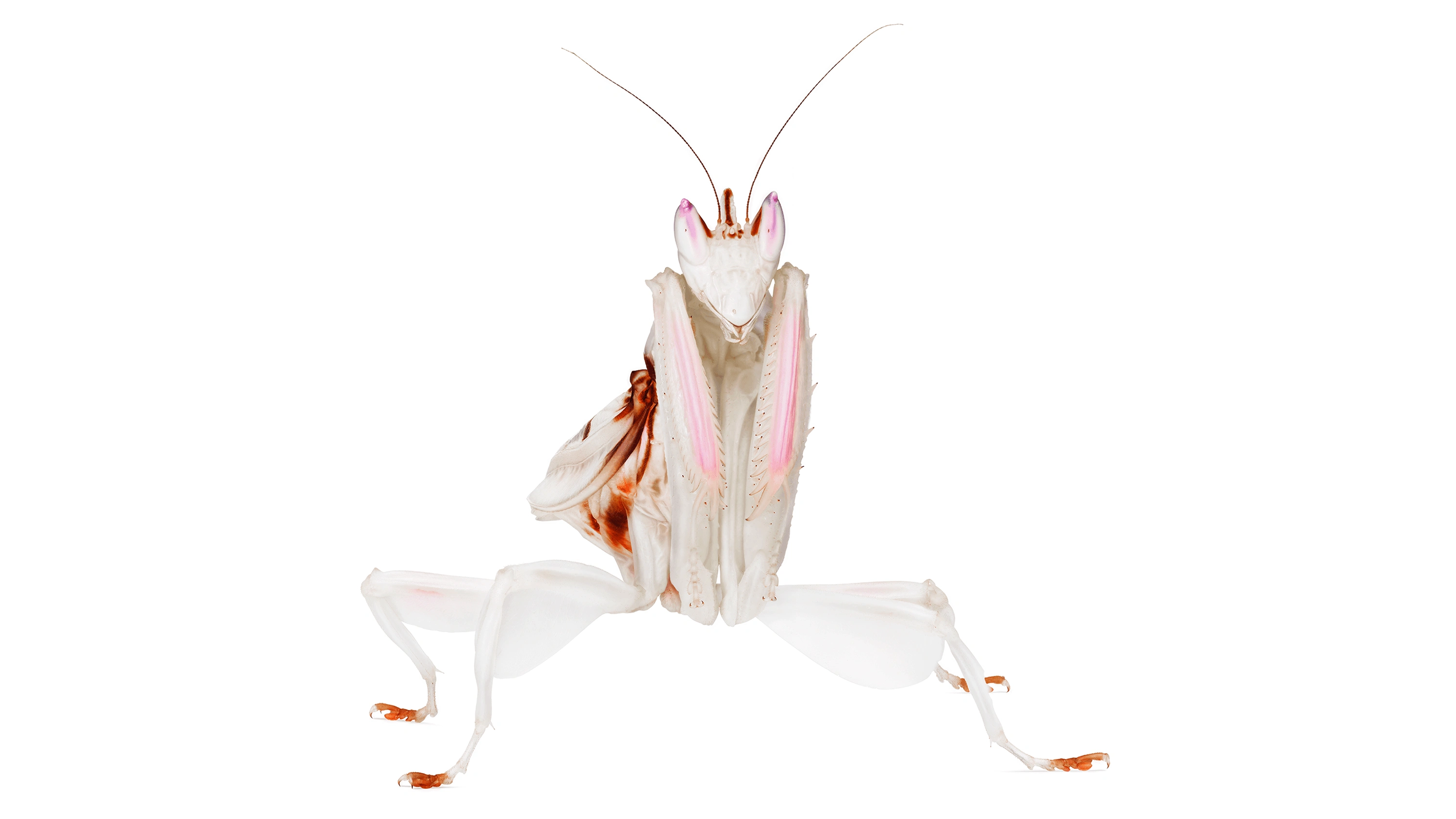 Andrew Zuckerman - Insect - 14