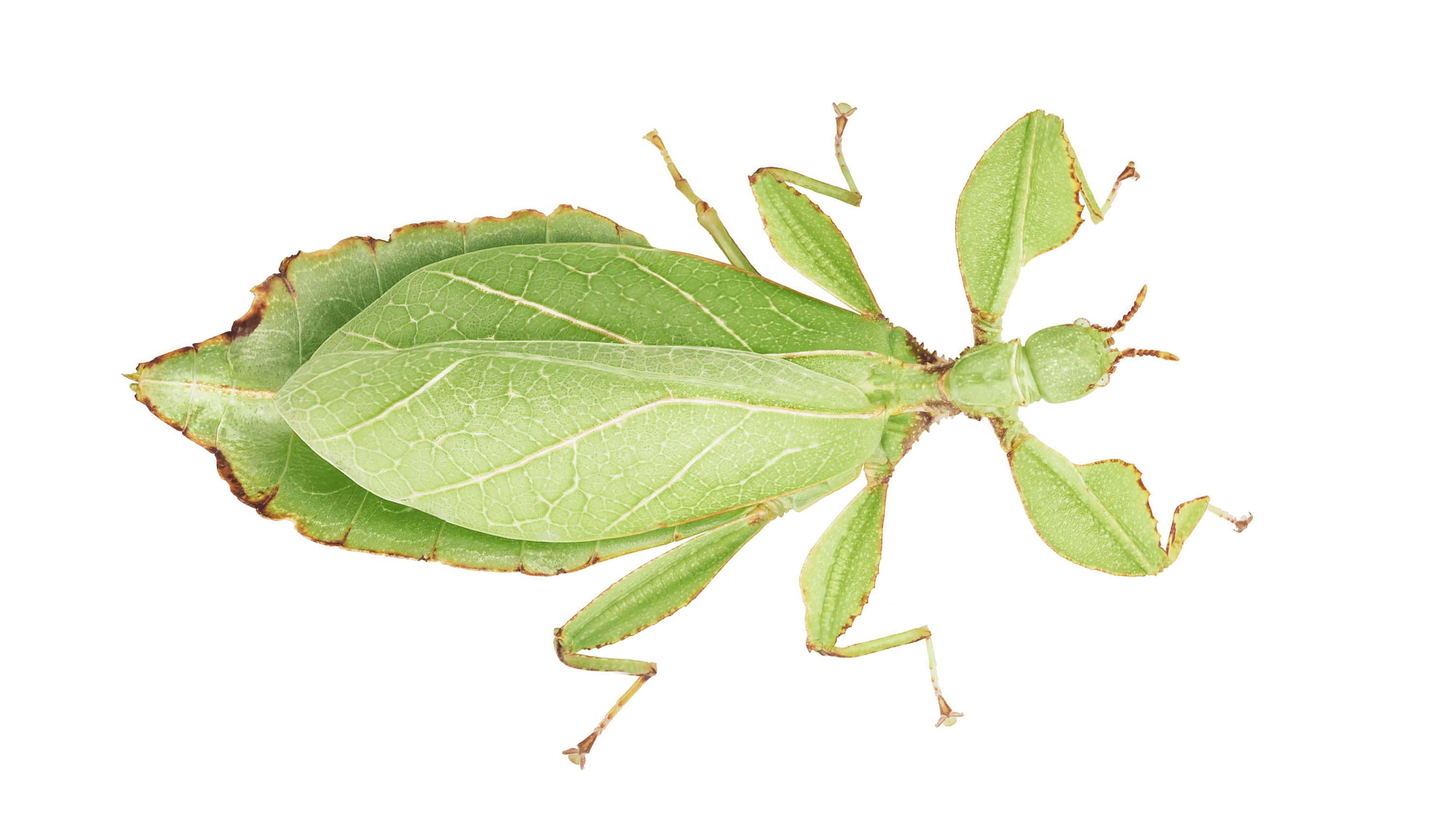 Andrew Zuckerman - Insect - 24