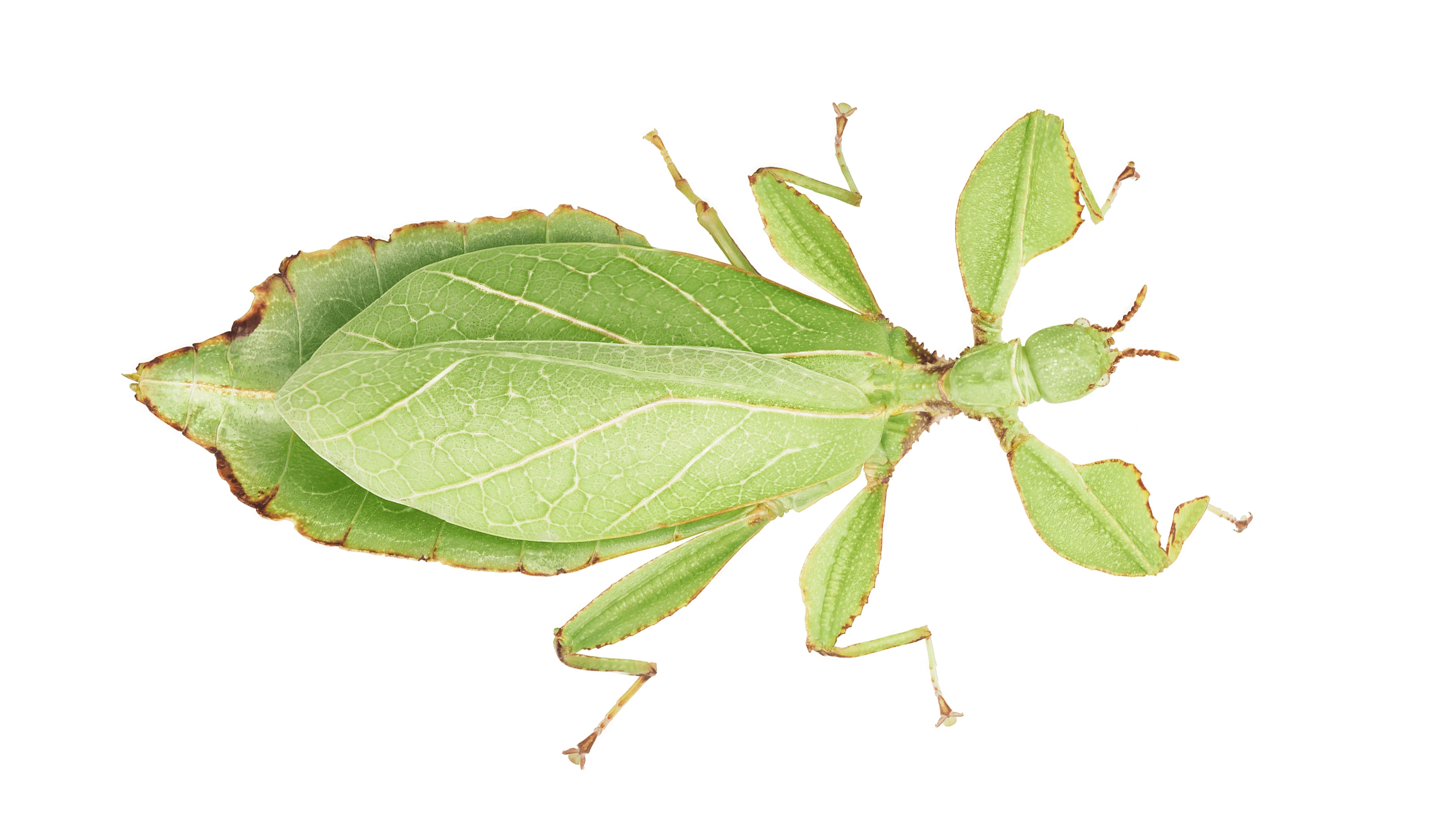 Andrew Zuckerman - Insect - 24