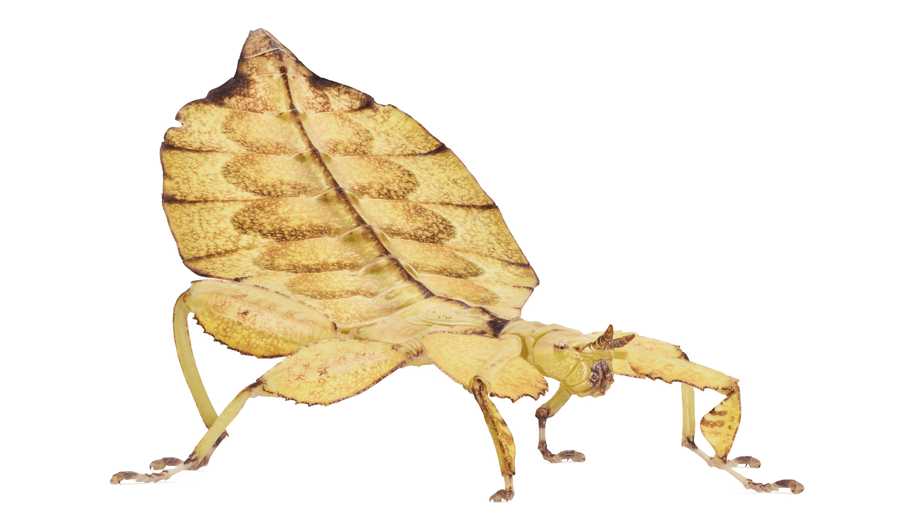 Andrew Zuckerman - Insect - 28