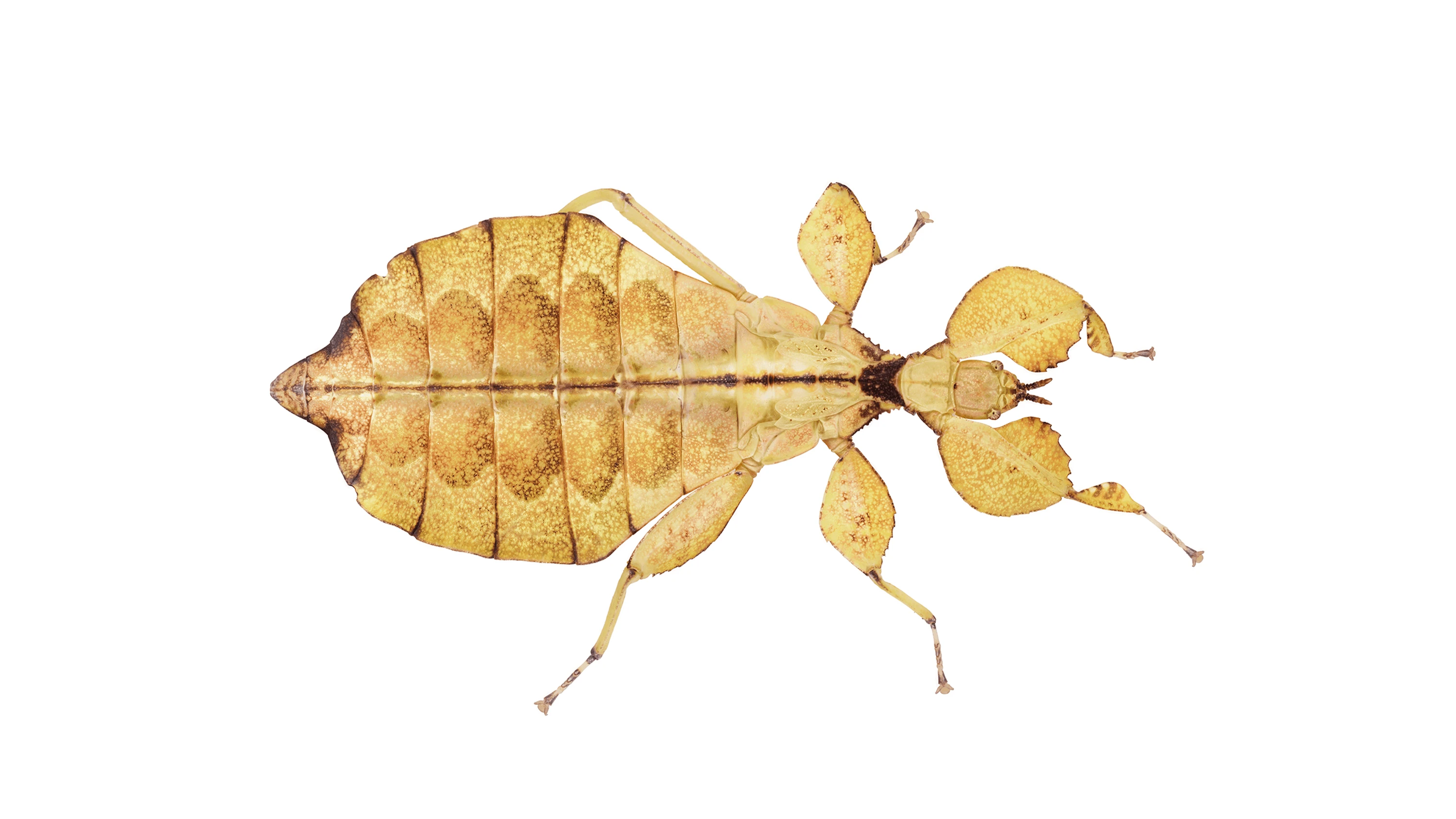 Andrew Zuckerman - Insect - 27