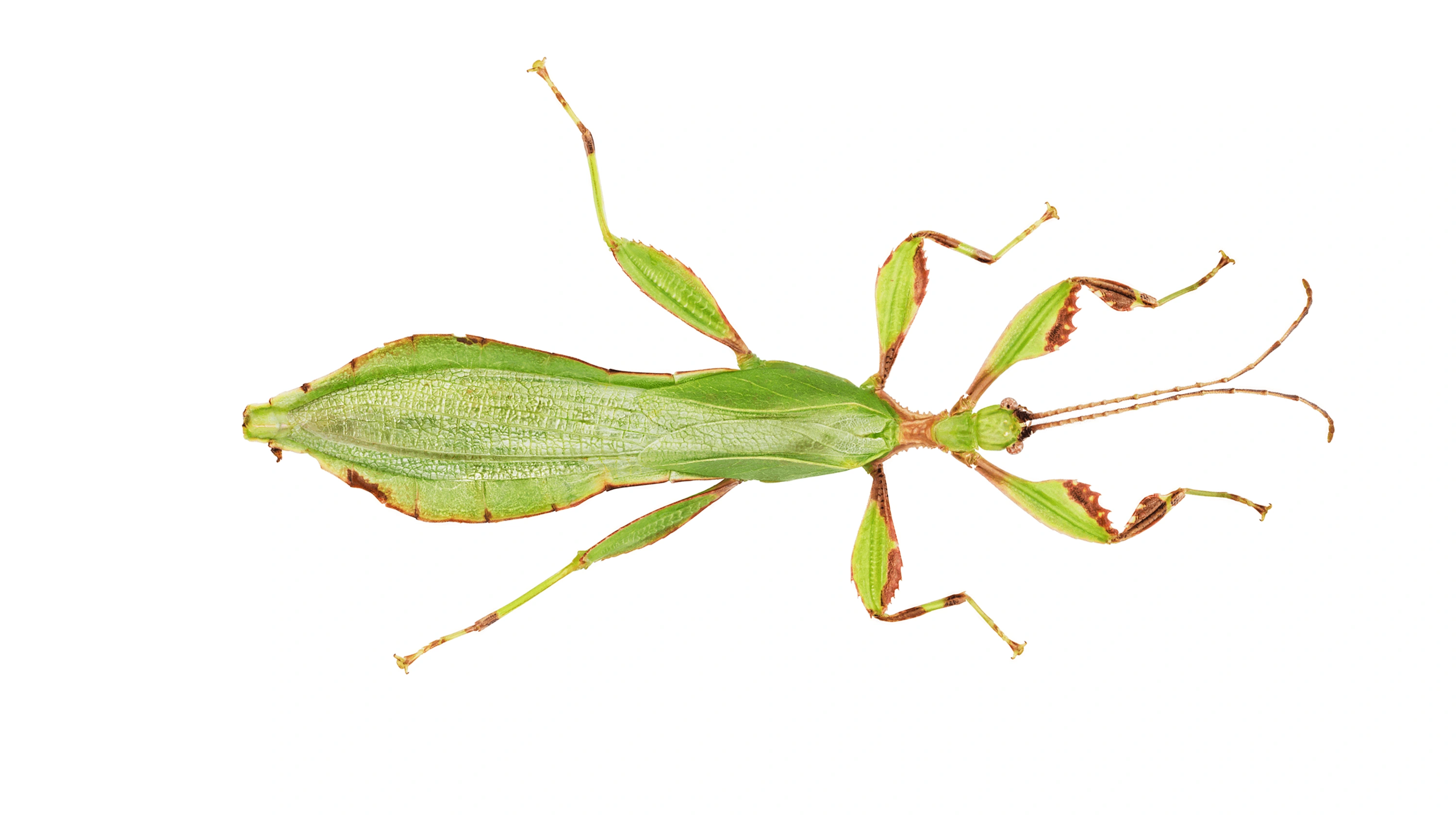 Andrew Zuckerman - Insect - 29