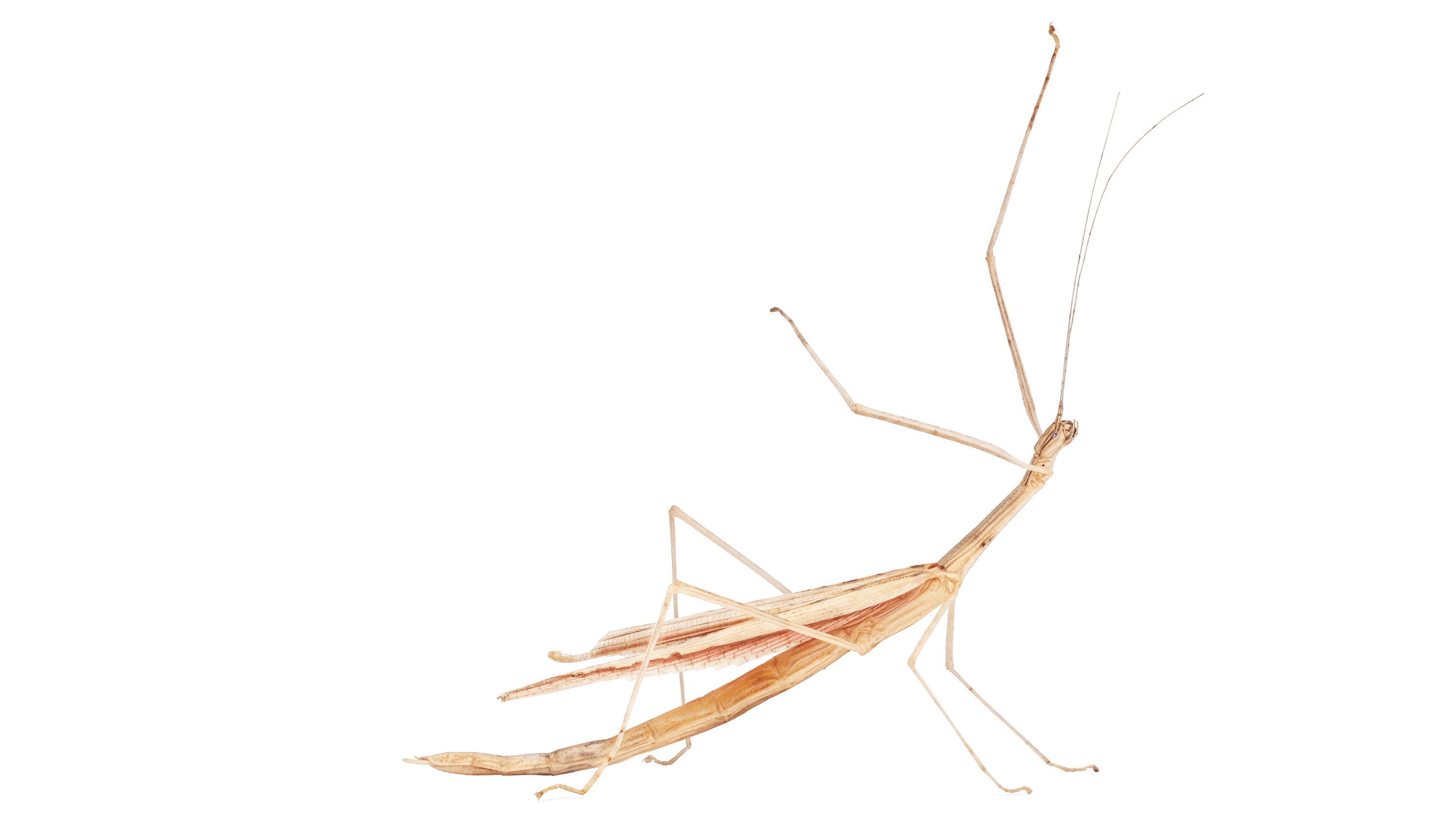 Andrew Zuckerman - Insect - 37