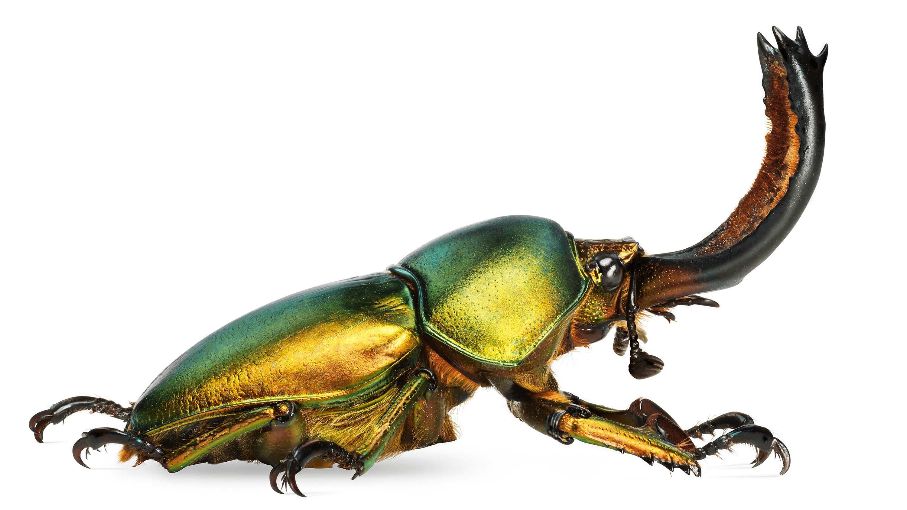 Andrew Zuckerman - Insect - 22