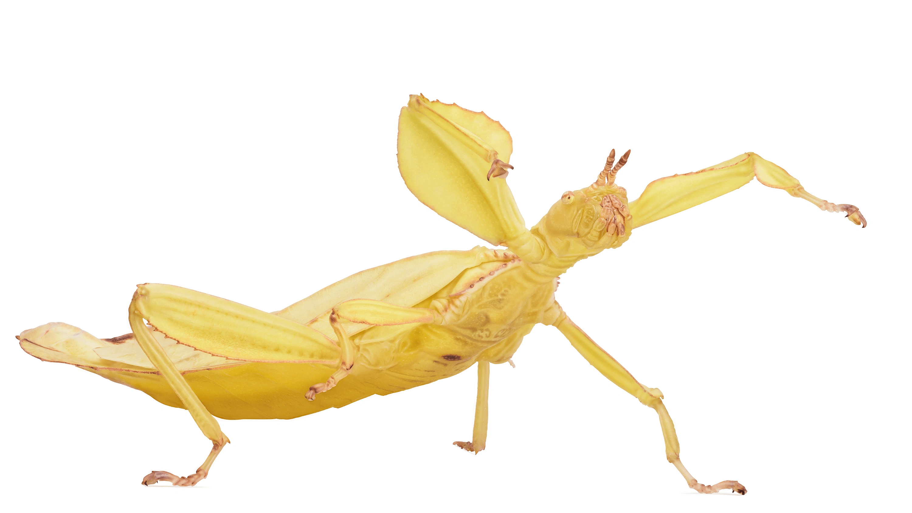 Andrew Zuckerman - Insect - 16