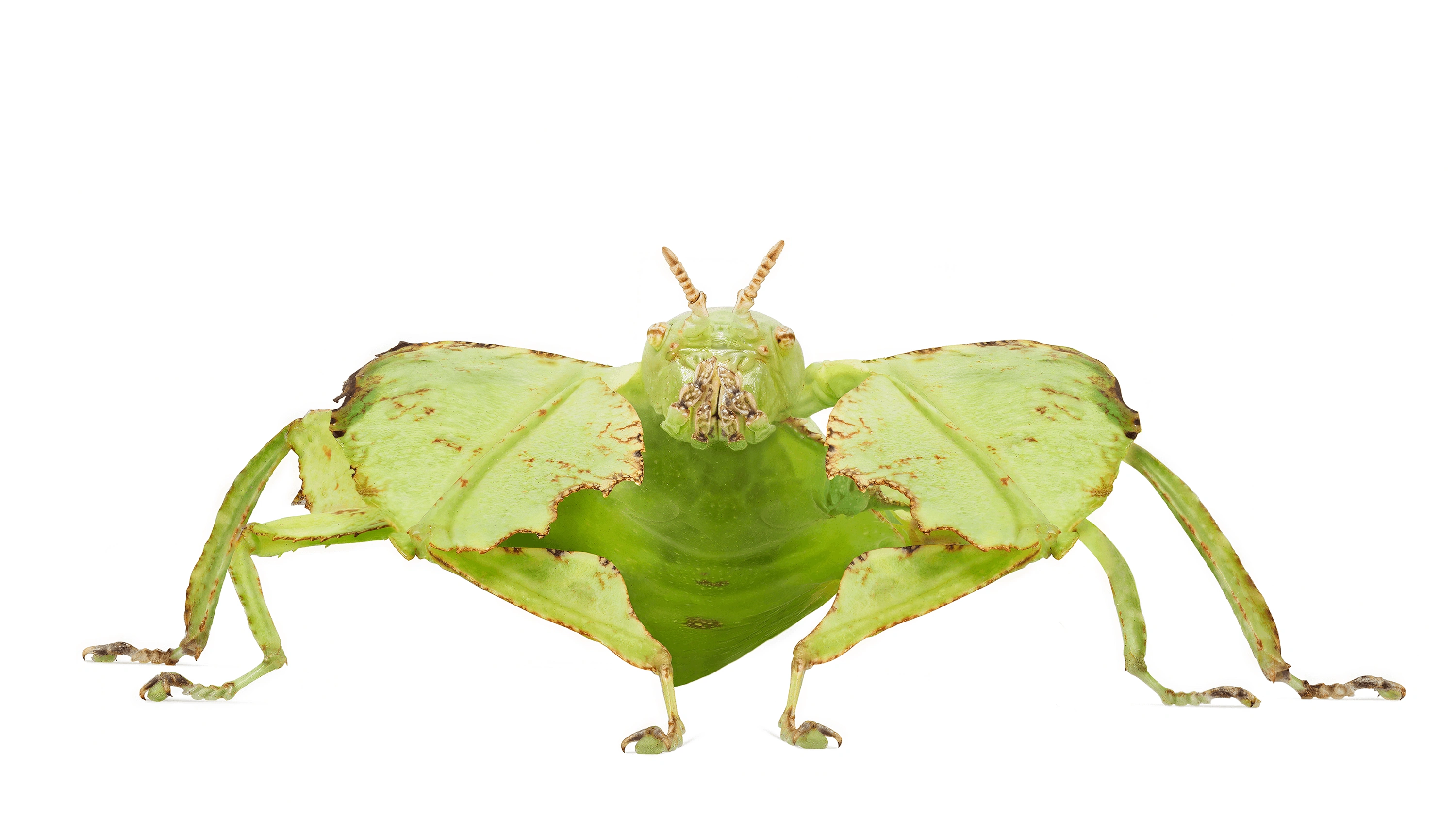 Andrew Zuckerman - Insect - 25