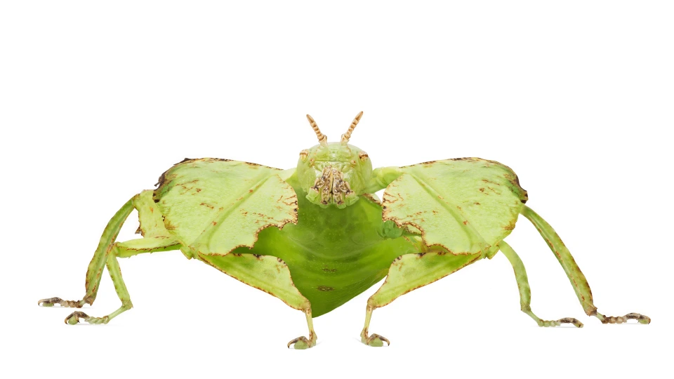 Andrew Zuckerman - Insect - 25