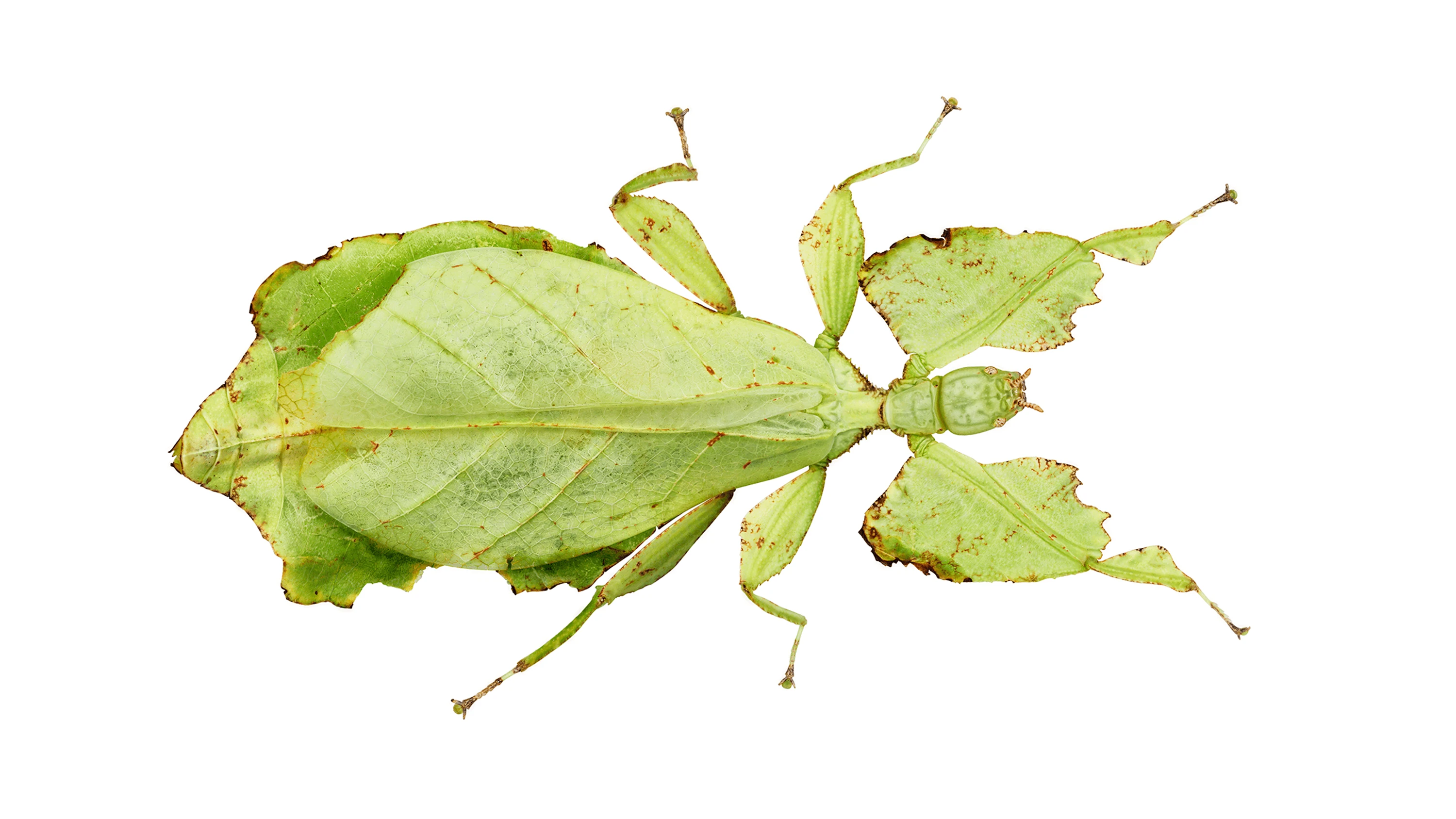 Andrew Zuckerman - Insect - 23