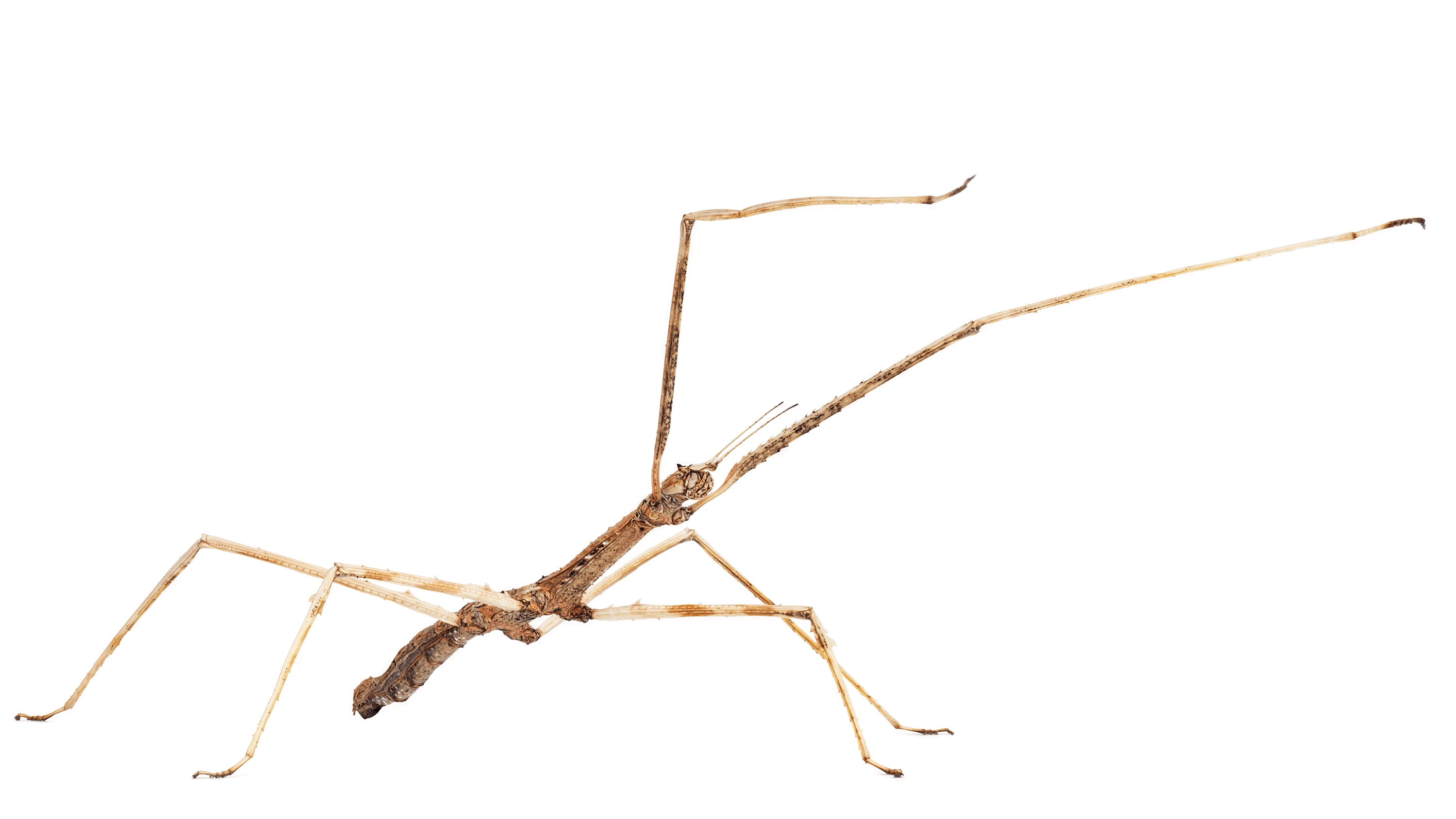 Andrew Zuckerman - Insect - 36