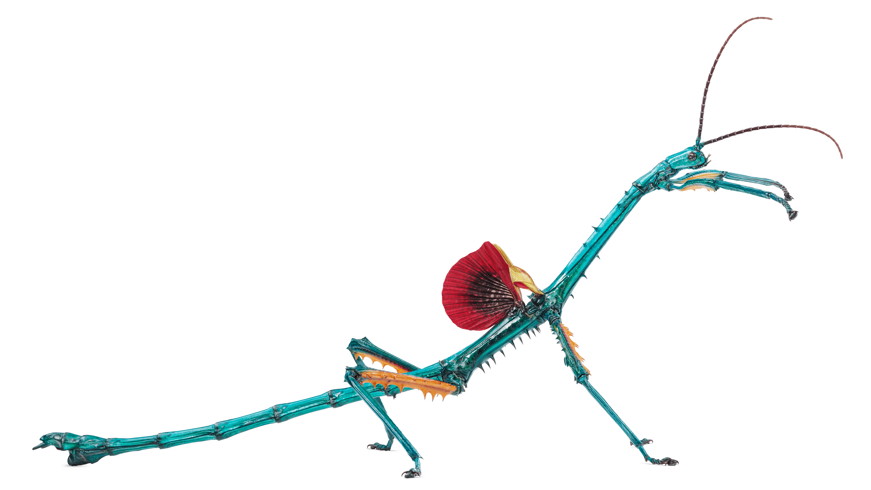 Andrew Zuckerman - Insect - 7