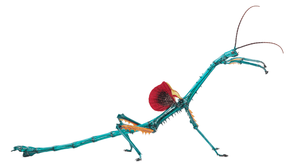 Andrew Zuckerman - Insect - 7