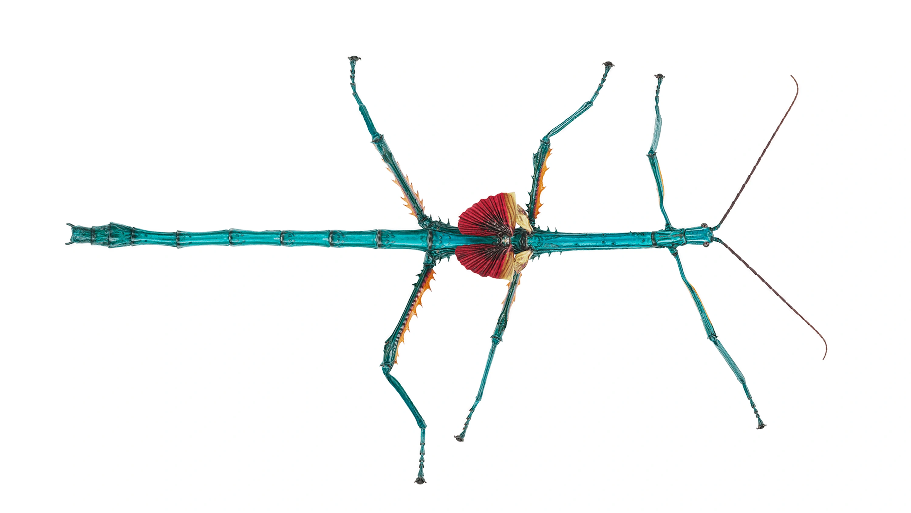 Andrew Zuckerman - Insect - 6