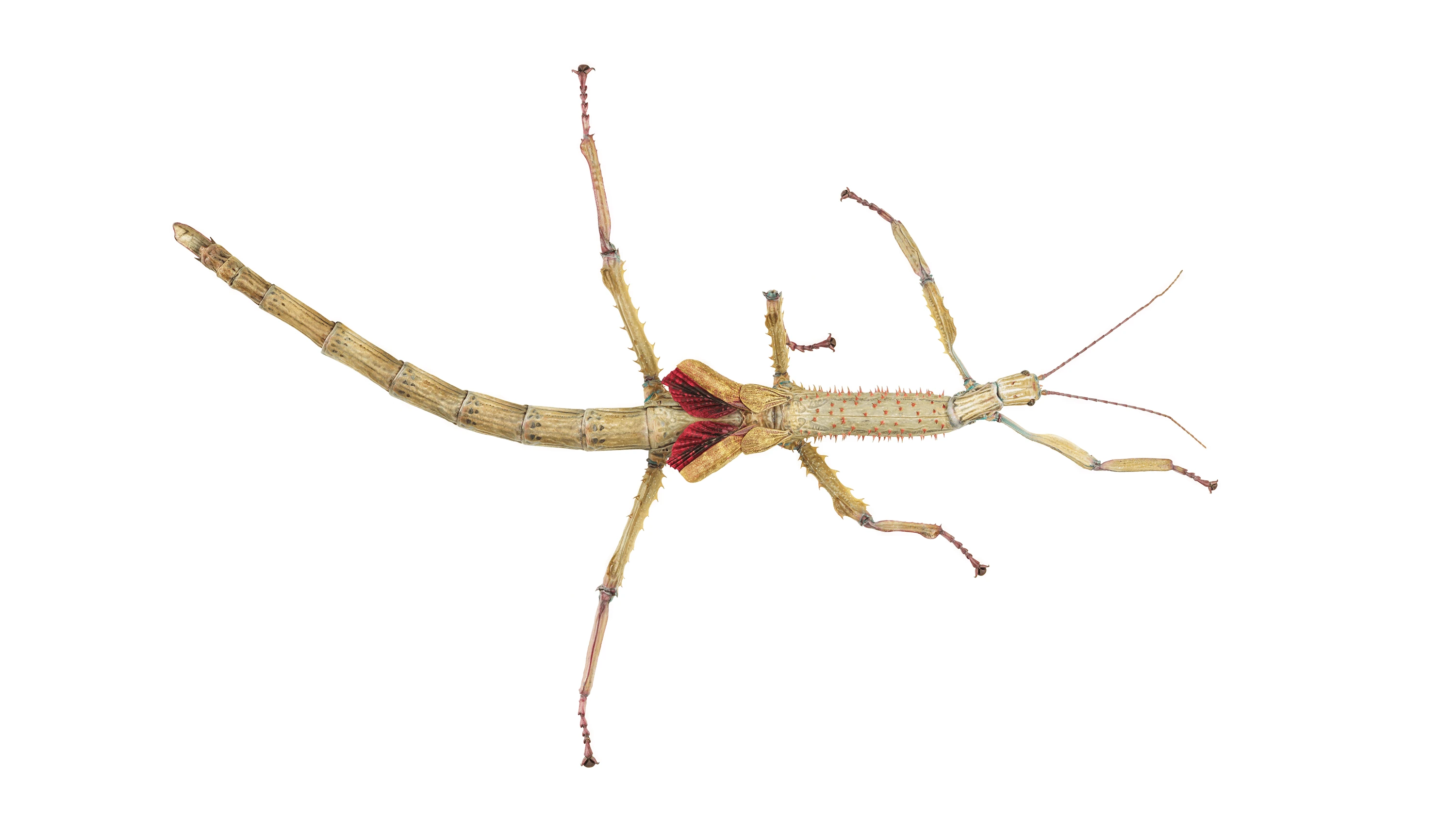 Andrew Zuckerman - Insect - 33