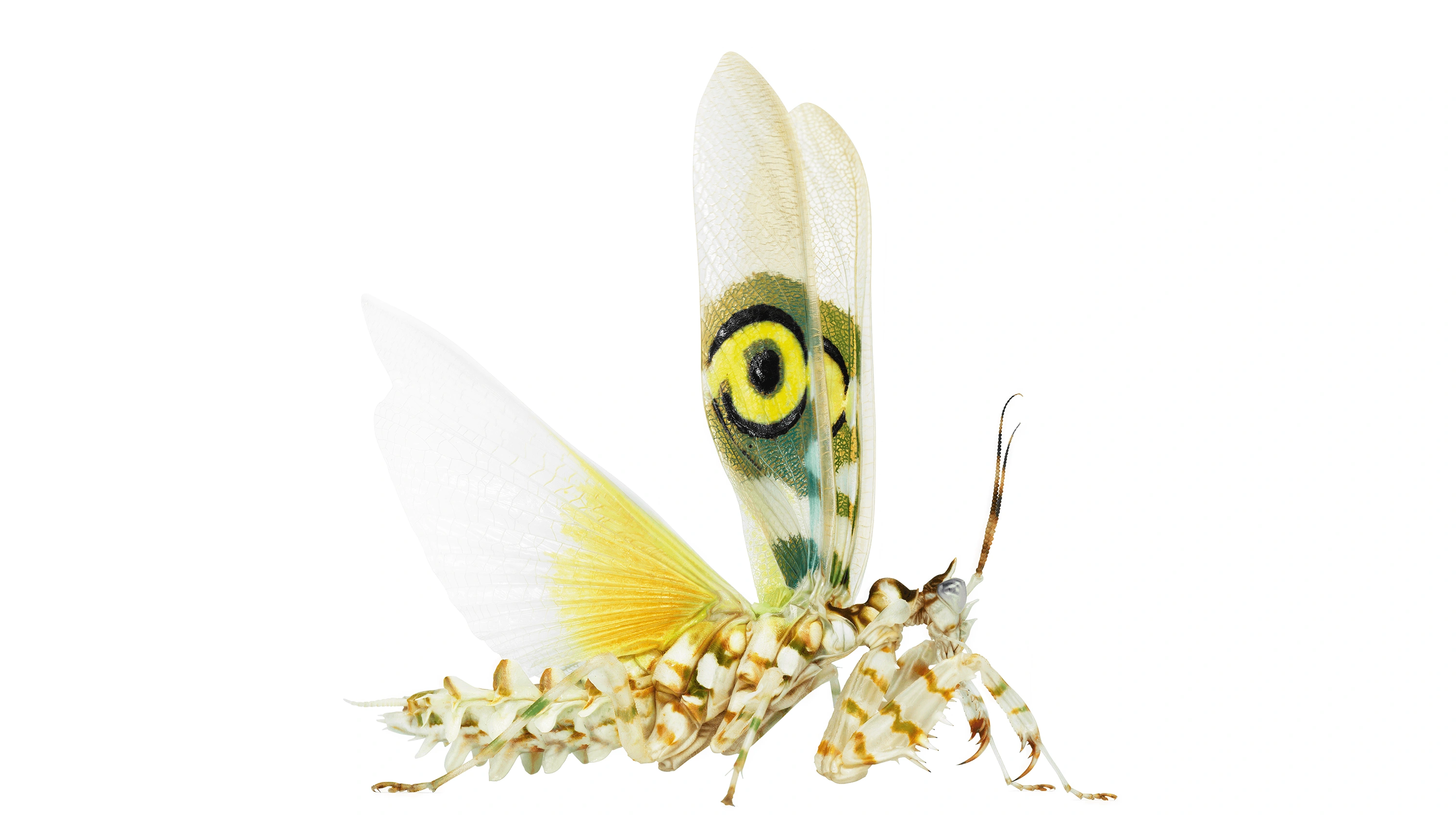 Andrew Zuckerman - Insect - 20