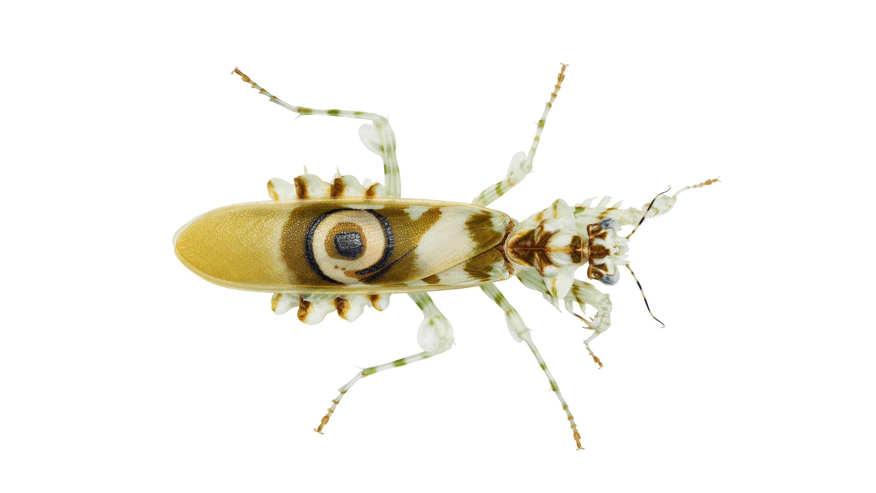 Andrew Zuckerman - Insect - 19