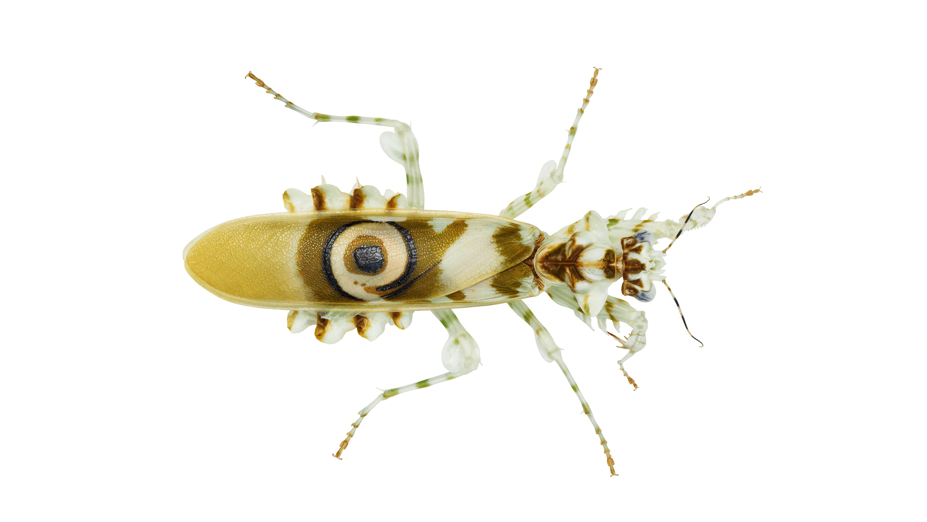 Andrew Zuckerman - Insect - 19