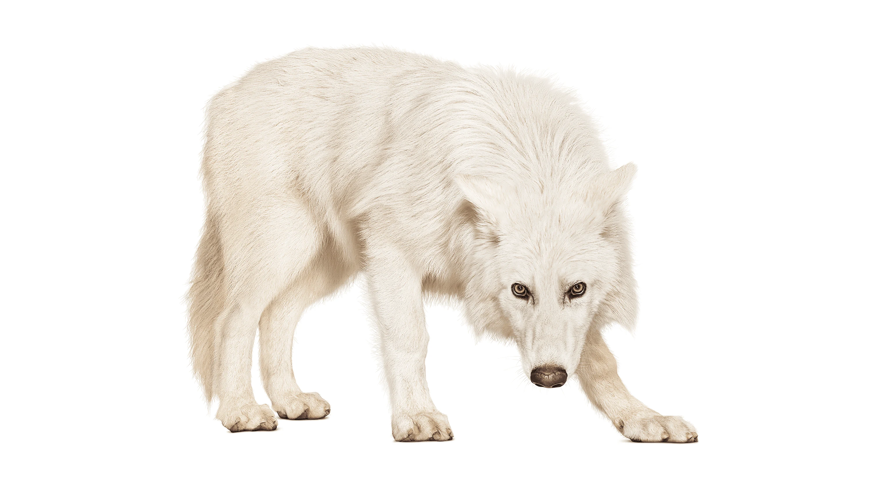 Andrew Zuckerman - Creature - 0