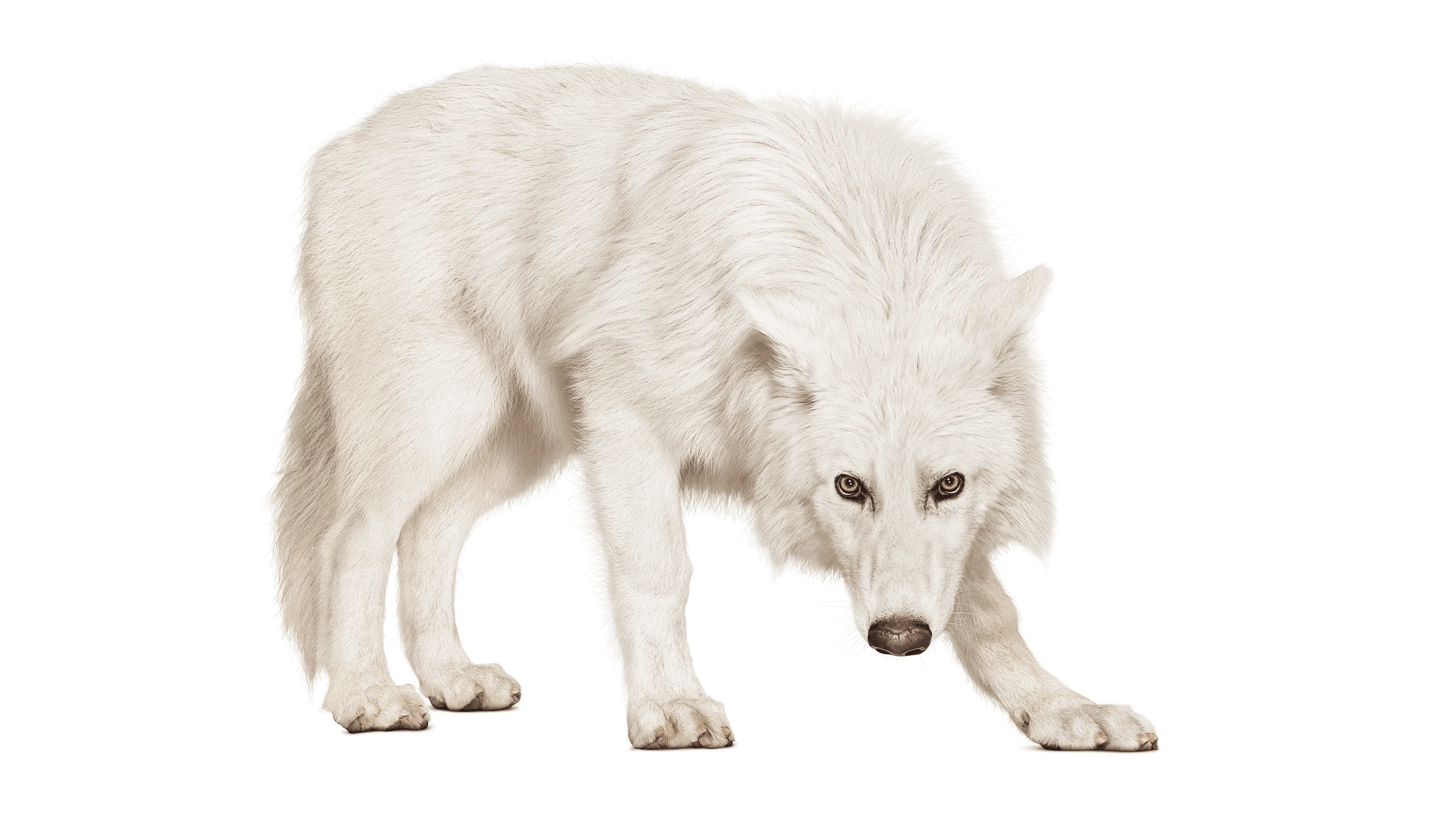 Andrew Zuckerman - Creature - 0