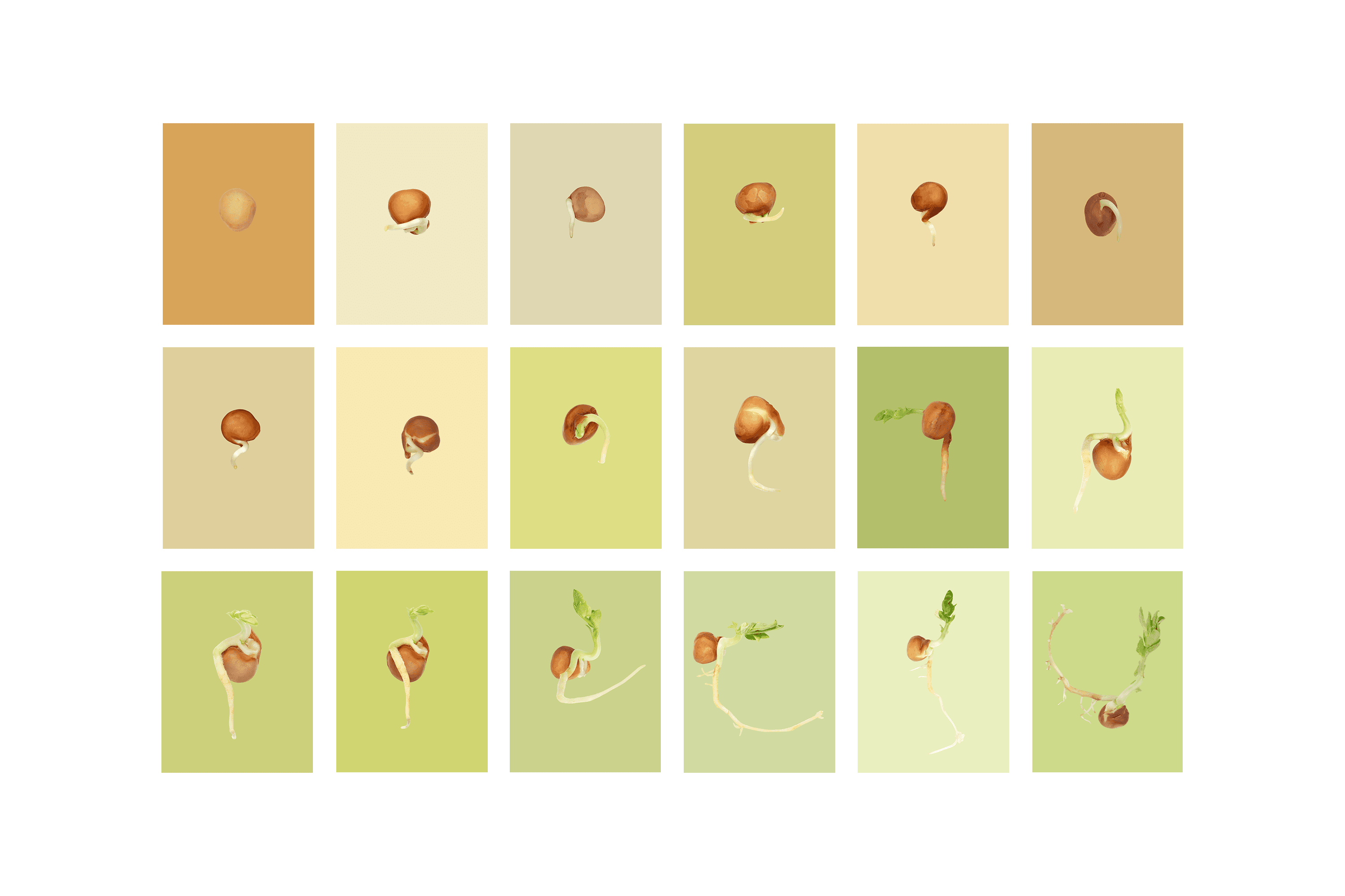 Andrew Zuckerman - Seed - 34